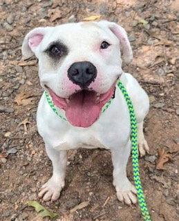 Enlarge ACE, a Adoptable American Bulldog in Clyde, NC image 1/1