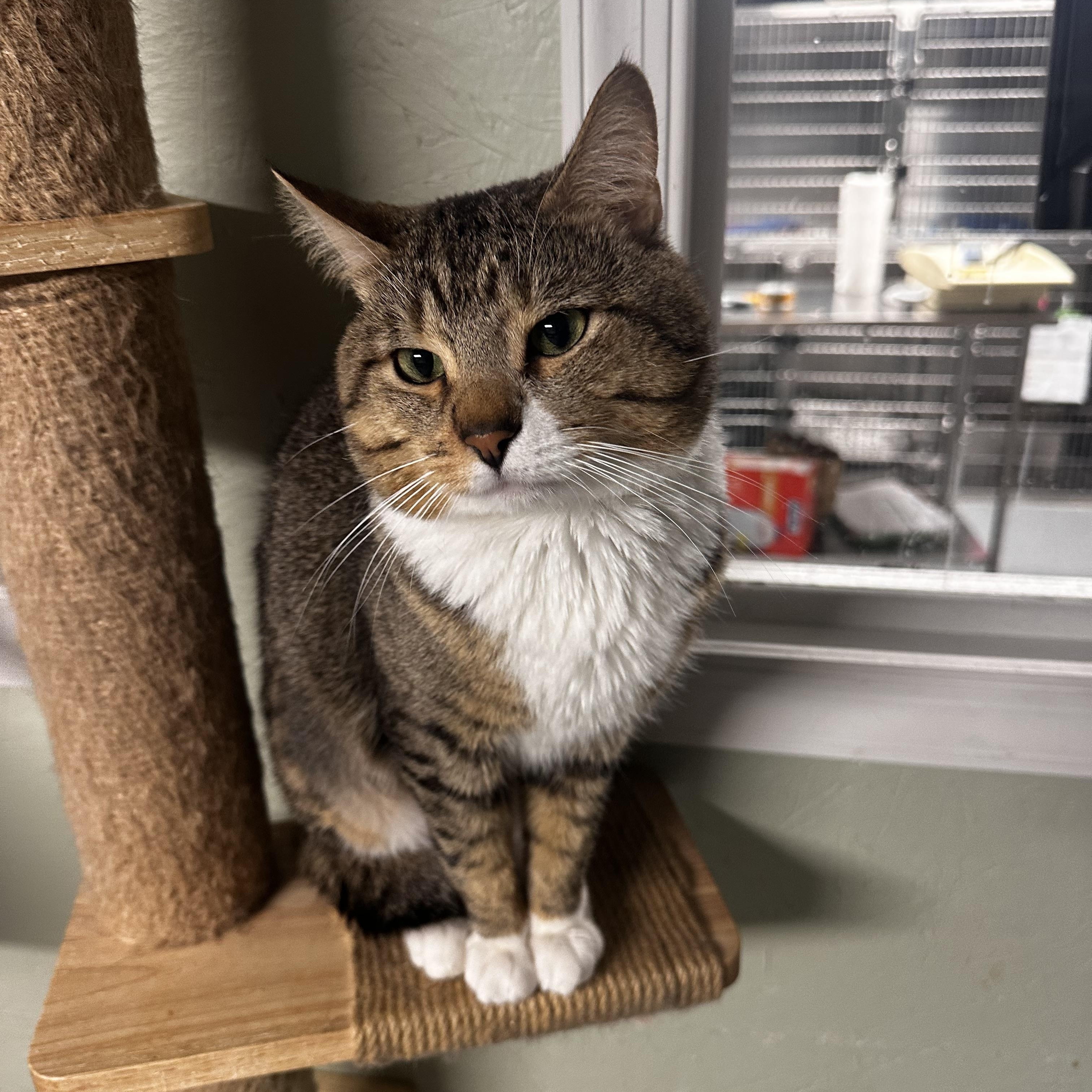Enlarge Ray, a Adoptable Domestic Short Hair in North East, MD image 2/3