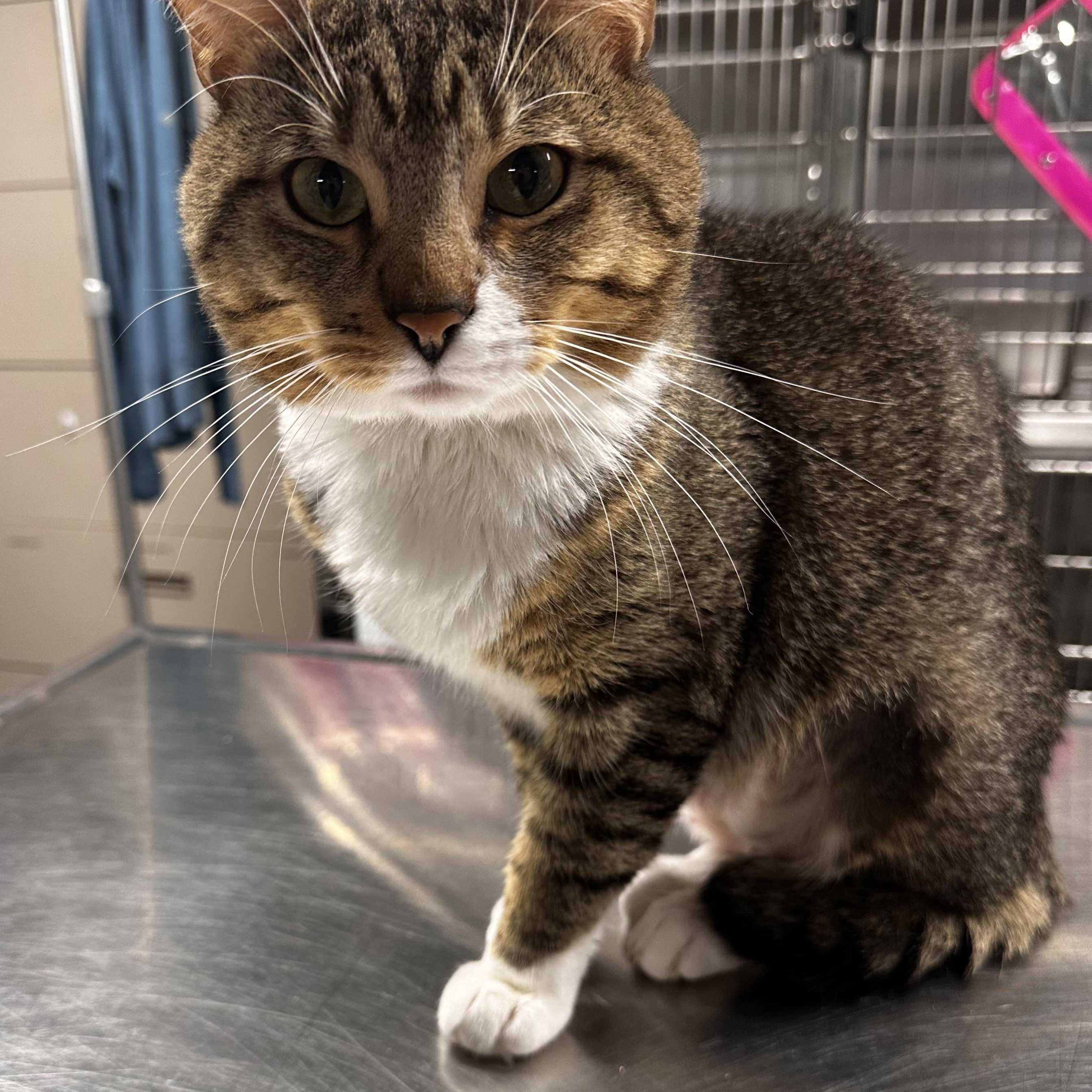 Enlarge Ray, a Adoptable Domestic Short Hair in North East, MD image 3/3