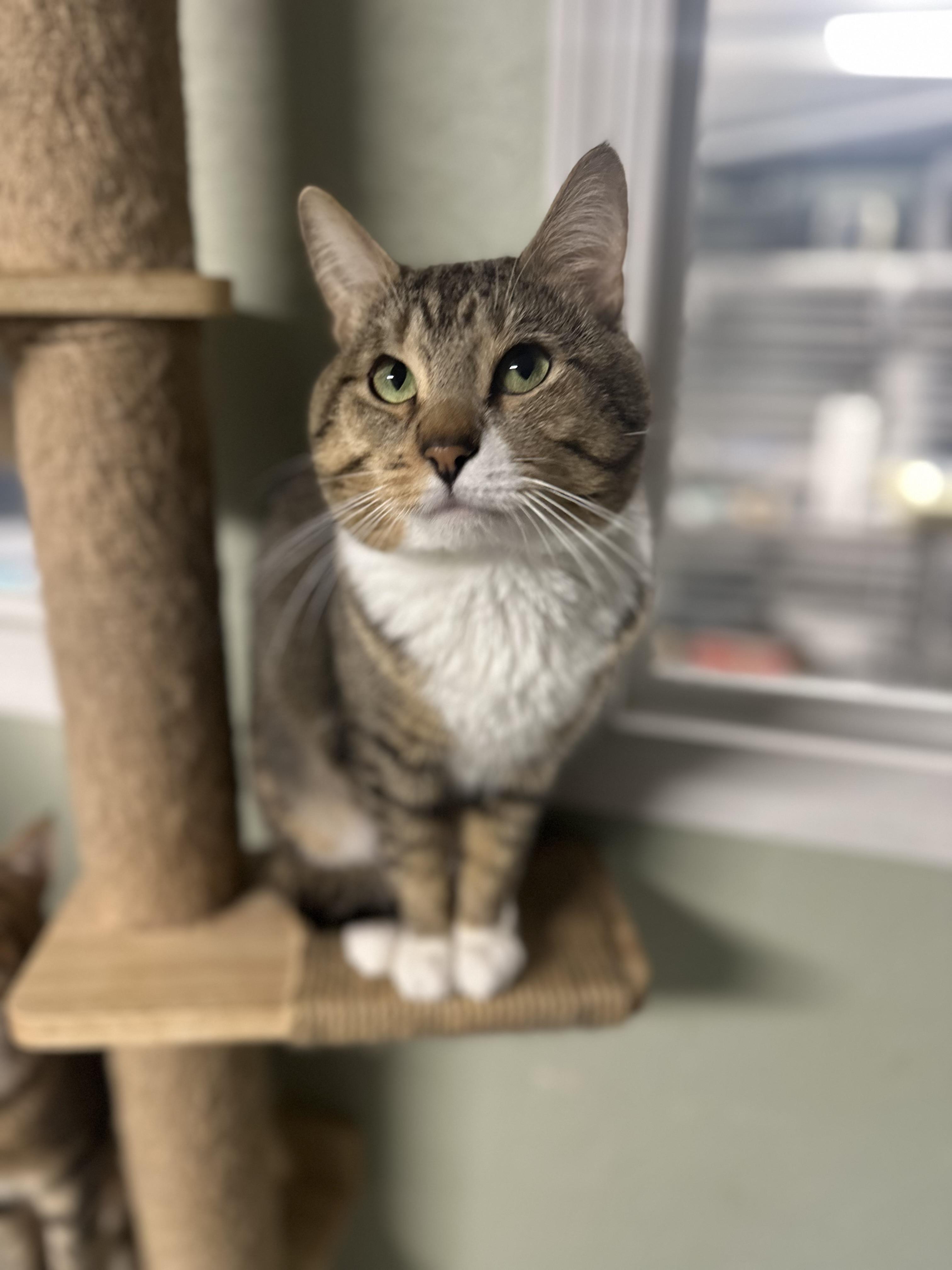 Enlarge Ray, a Adoptable Domestic Short Hair in North East, MD image 1/3