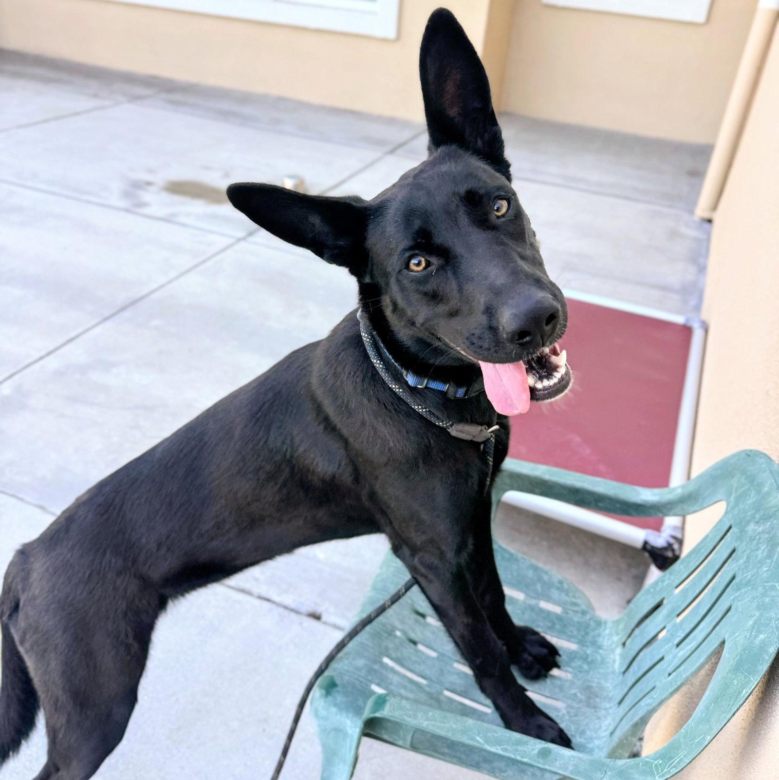 Enlarge Azabache, a Adoptable Shepherd in Oakland, CA image 1/3