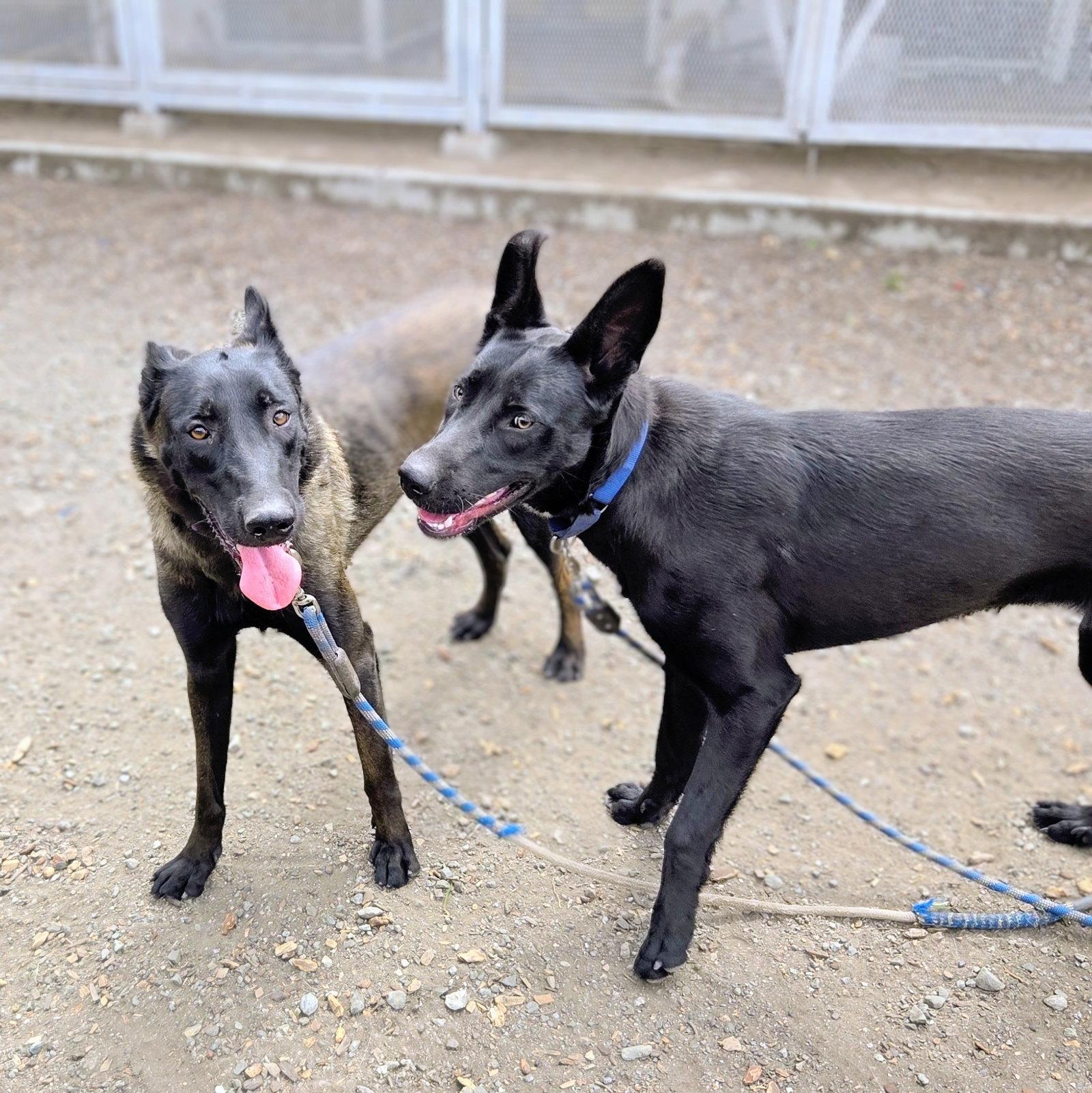 Enlarge Azabache, a Adoptable Shepherd in Oakland, CA image 2/3