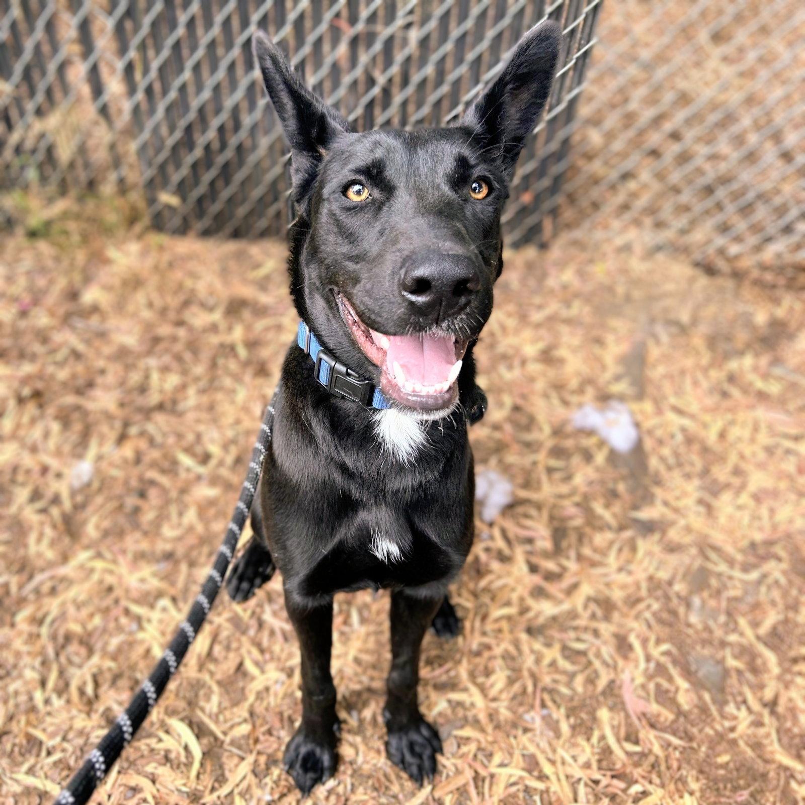 Enlarge Azabache, a Adoptable Shepherd in Oakland, CA image 3/3