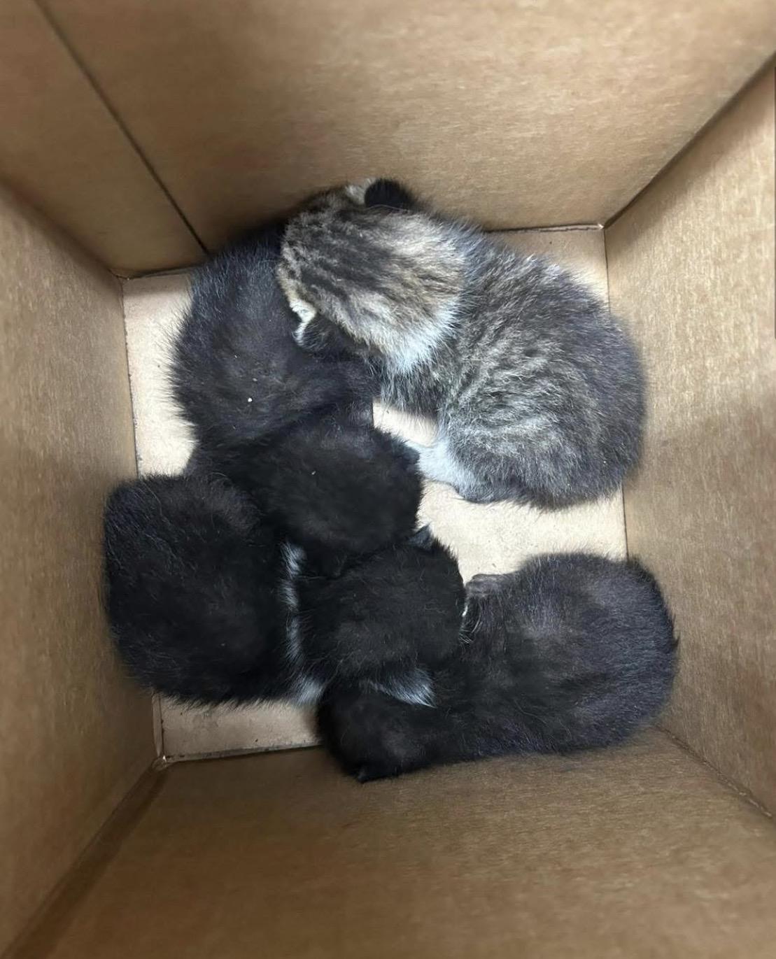 Bottle babies 🍼 🐱 males & females, ADOPTABLE, Kitten Male Domestic Medium Hair.