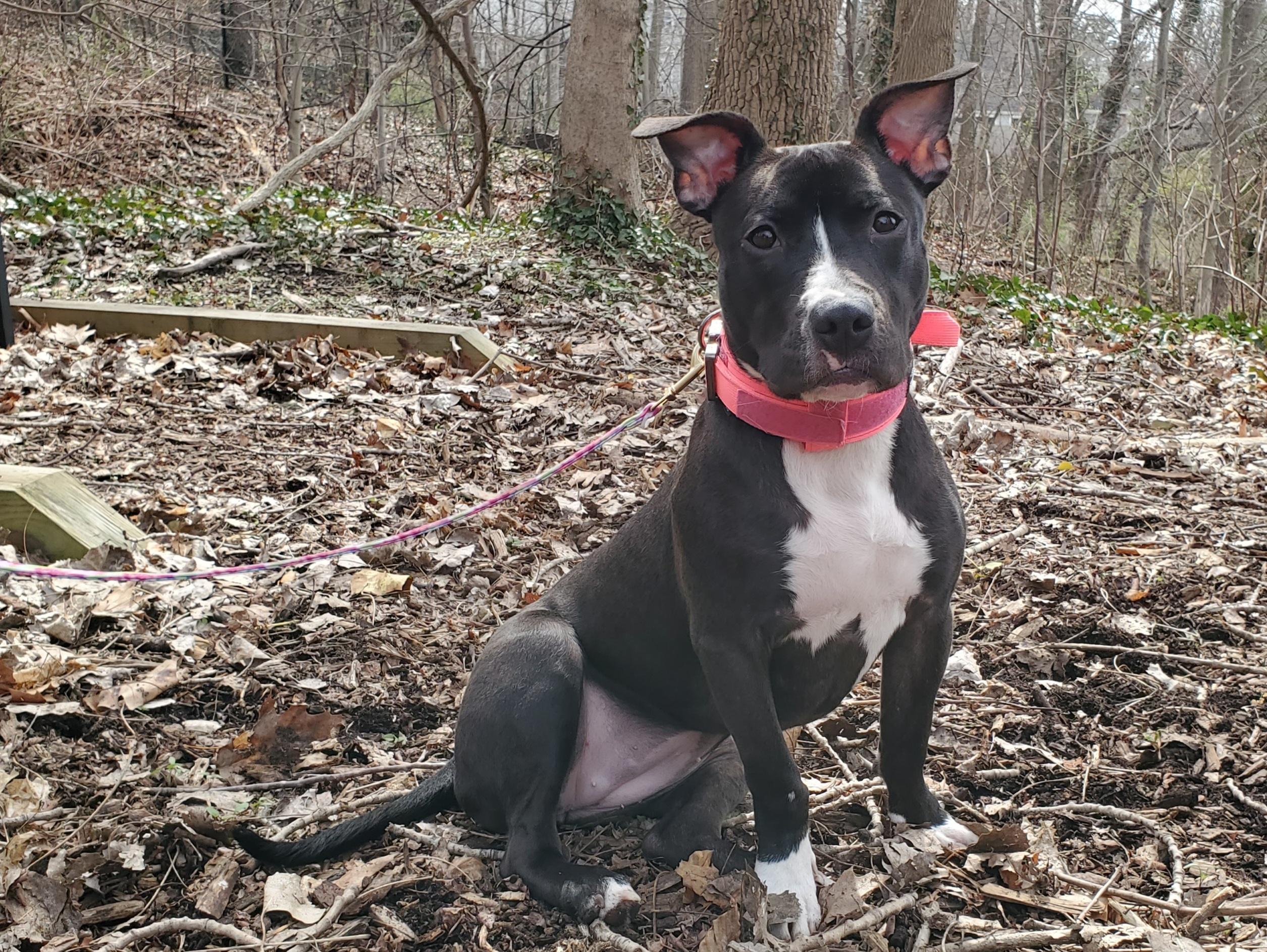 Cadence, adoptable, Young Female Terrier.