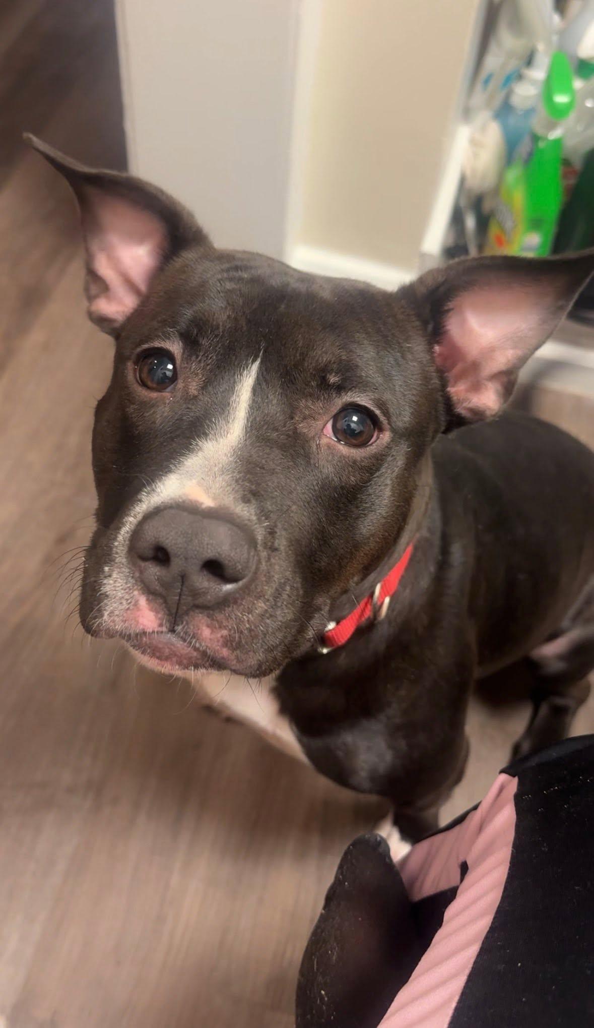Cadence, an adoptable Terrier in Port Washington, NY image 2/6