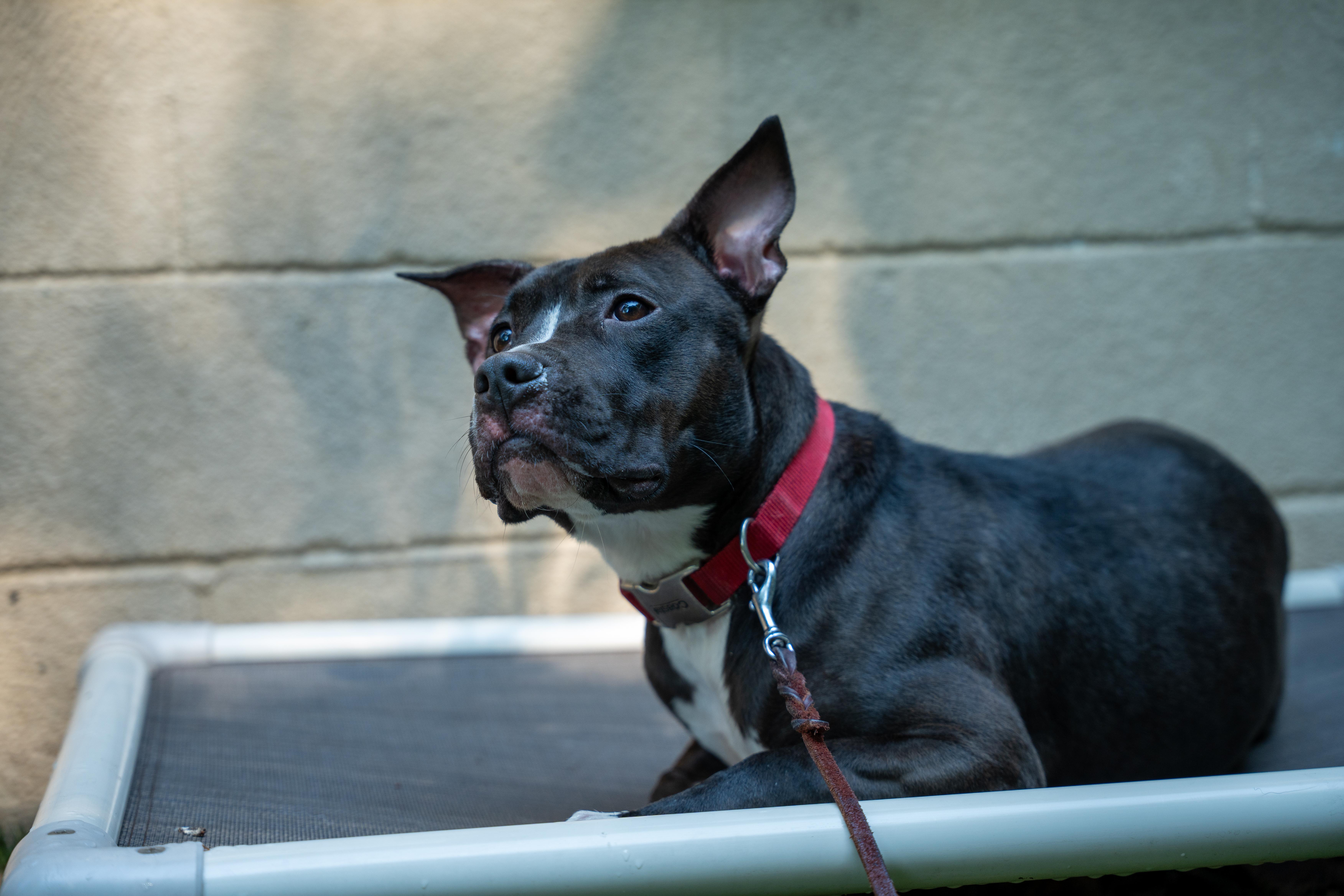 Cadence, an adoptable Terrier in Port Washington, NY image 3/6