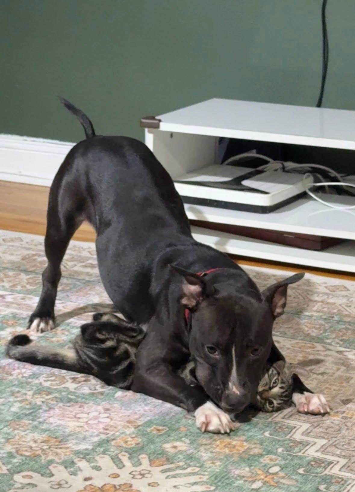 Cadence, an adoptable Terrier in Port Washington, NY image 4/6