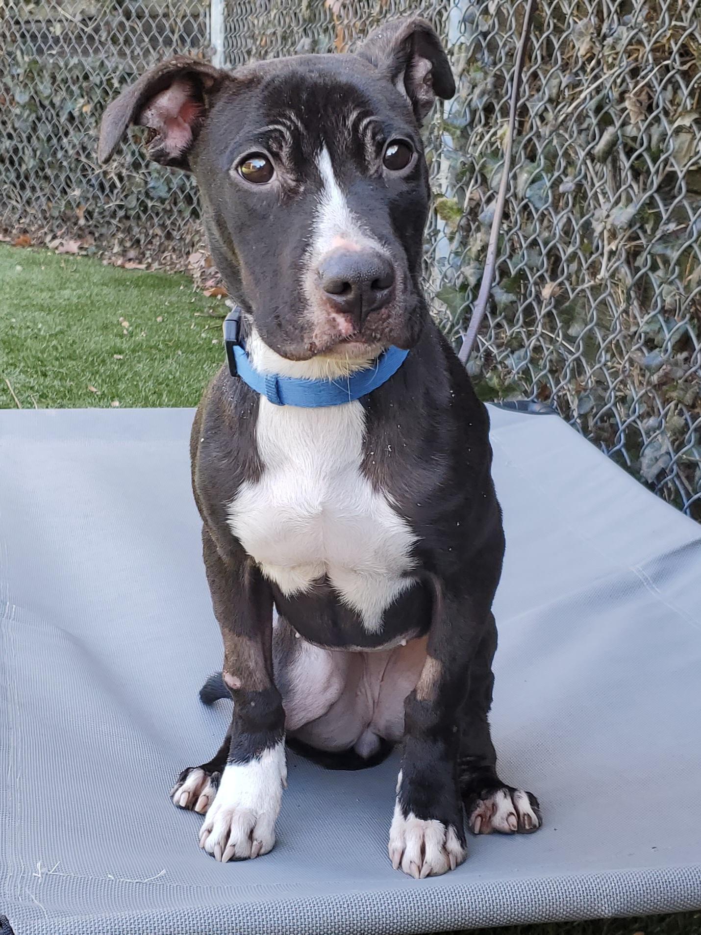 Cadence, an adoptable Terrier in Port Washington, NY image 5/6