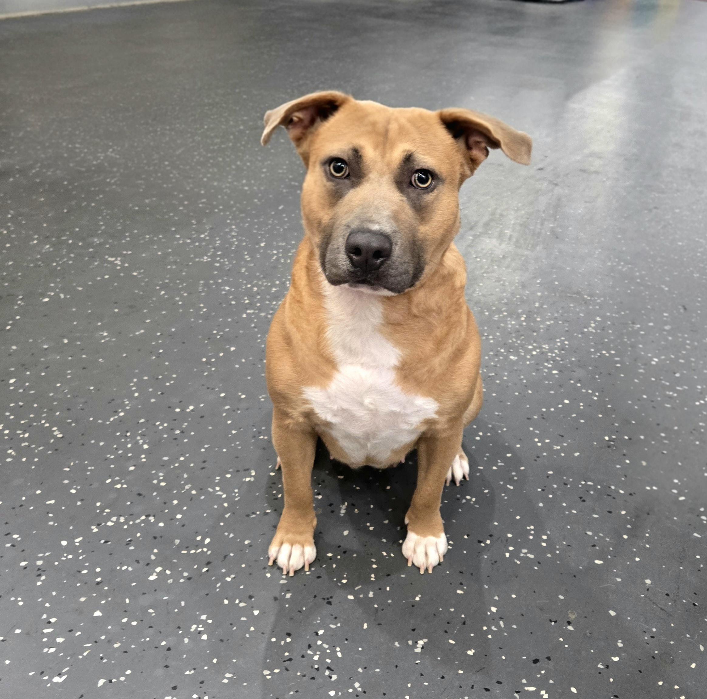 Enlarge Luna, an adopted mixed breed in Oviedo, FL image 2/2