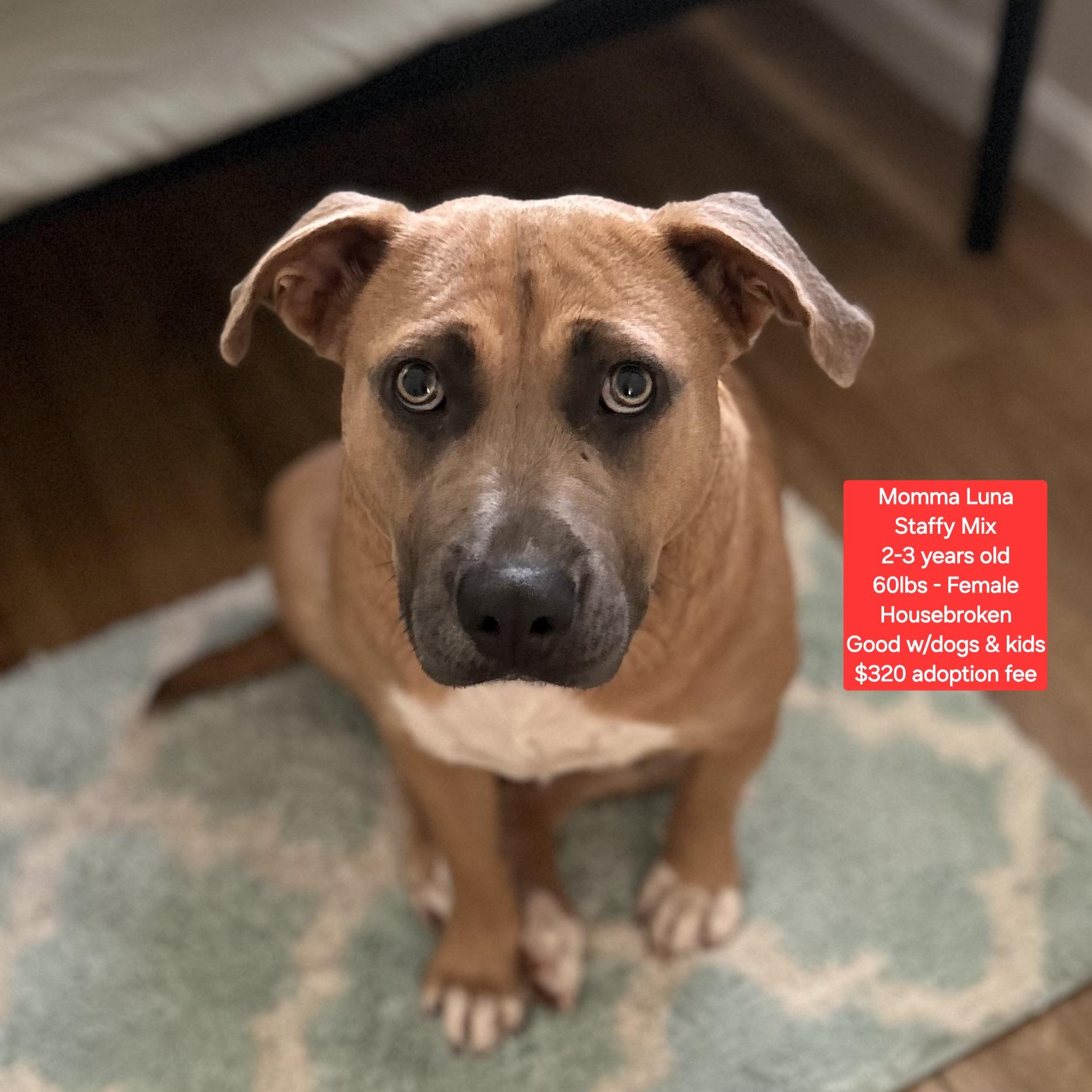 Enlarge Luna, a Adoptable mixed breed in Oviedo, FL image 1/1