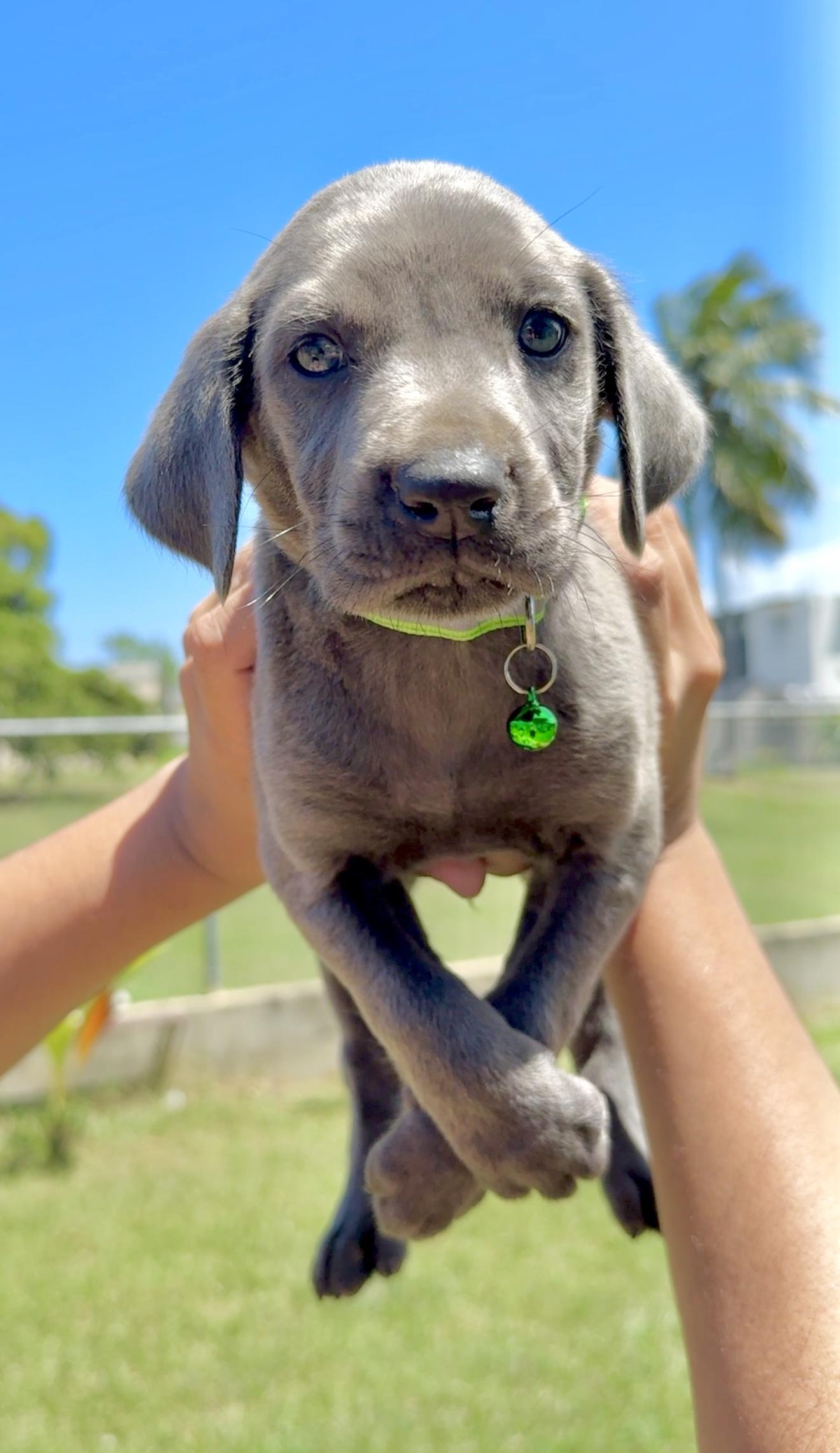 Enlarge Gordo - Blue eyed, cute & loving boy puppy, a Adoptable mixed breed in Brooklyn , NY image 4/6