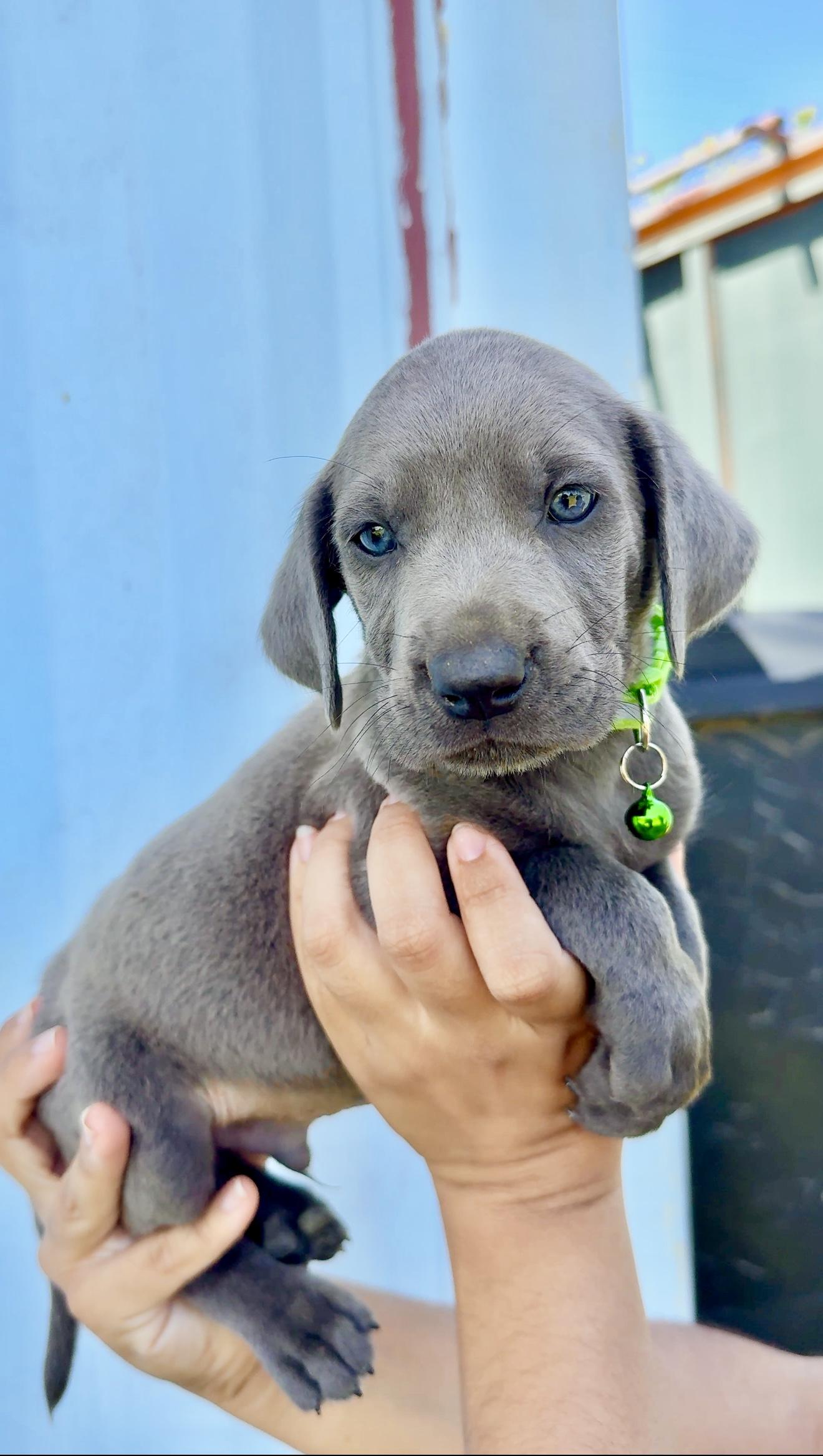 Enlarge Gordo - Blue eyed, cute & loving boy puppy, a Adoptable mixed breed in Brooklyn , NY image 3/6