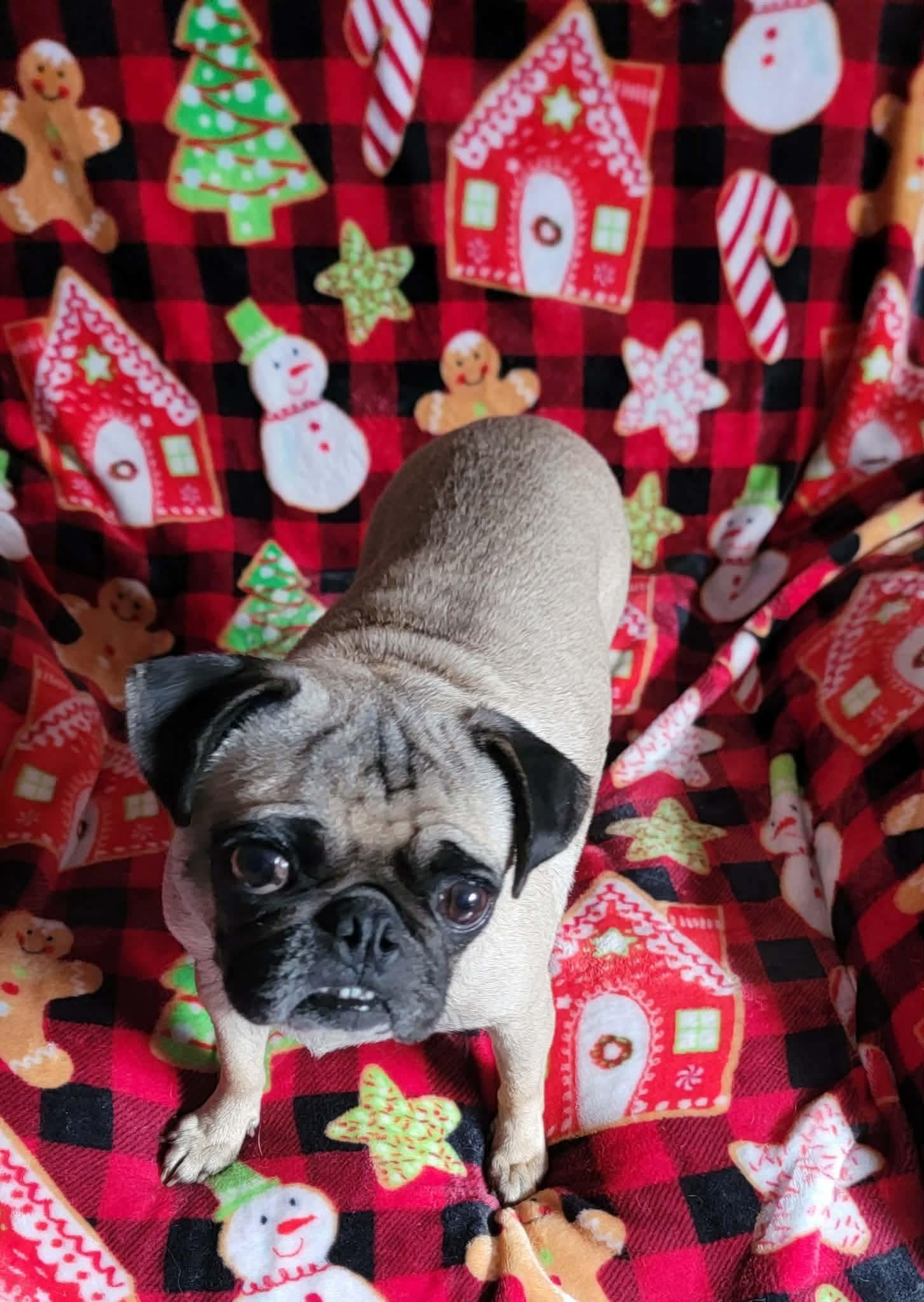 Milly, Adoptable, Young Female Pug.