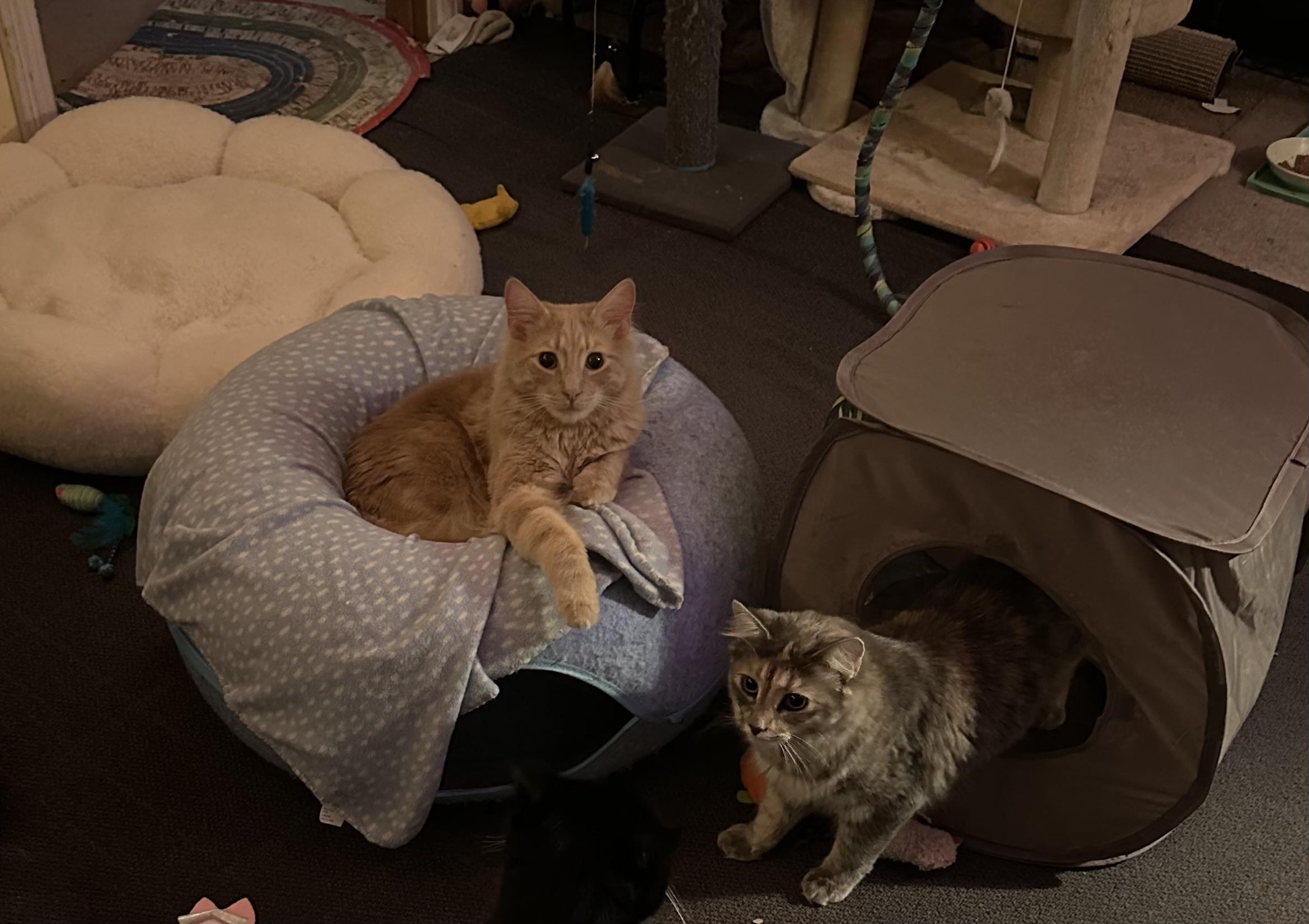 Enlarge Percy and Callie , a ADOPTABLE Domestic Medium Hair in Salem, NH image 5/5