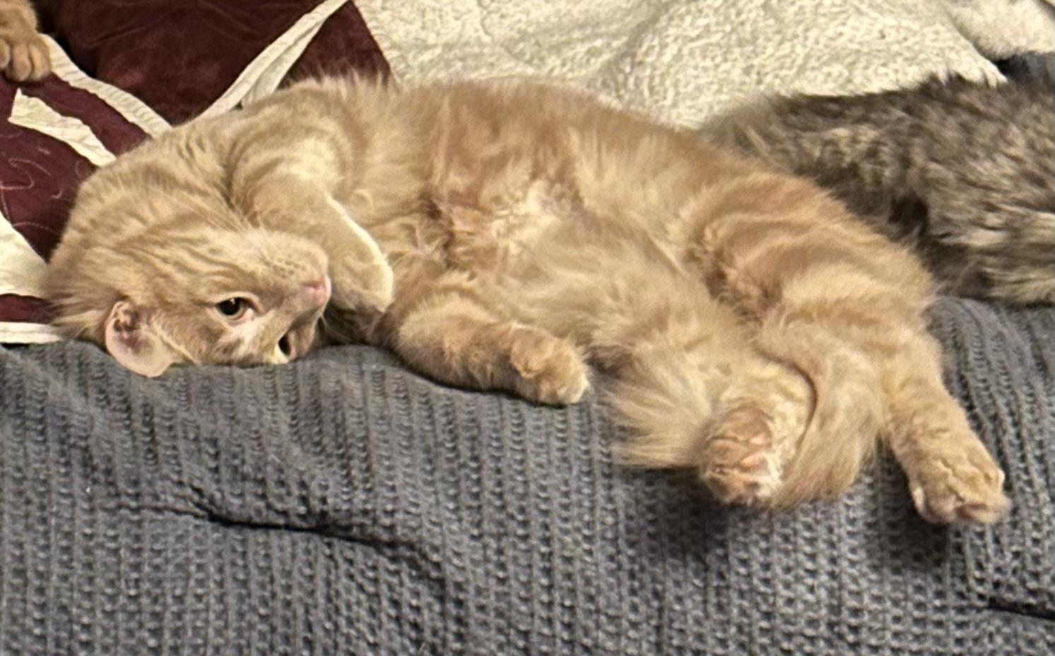 Enlarge Percy and Callie , a ADOPTABLE Domestic Medium Hair in Salem, NH image 2/5