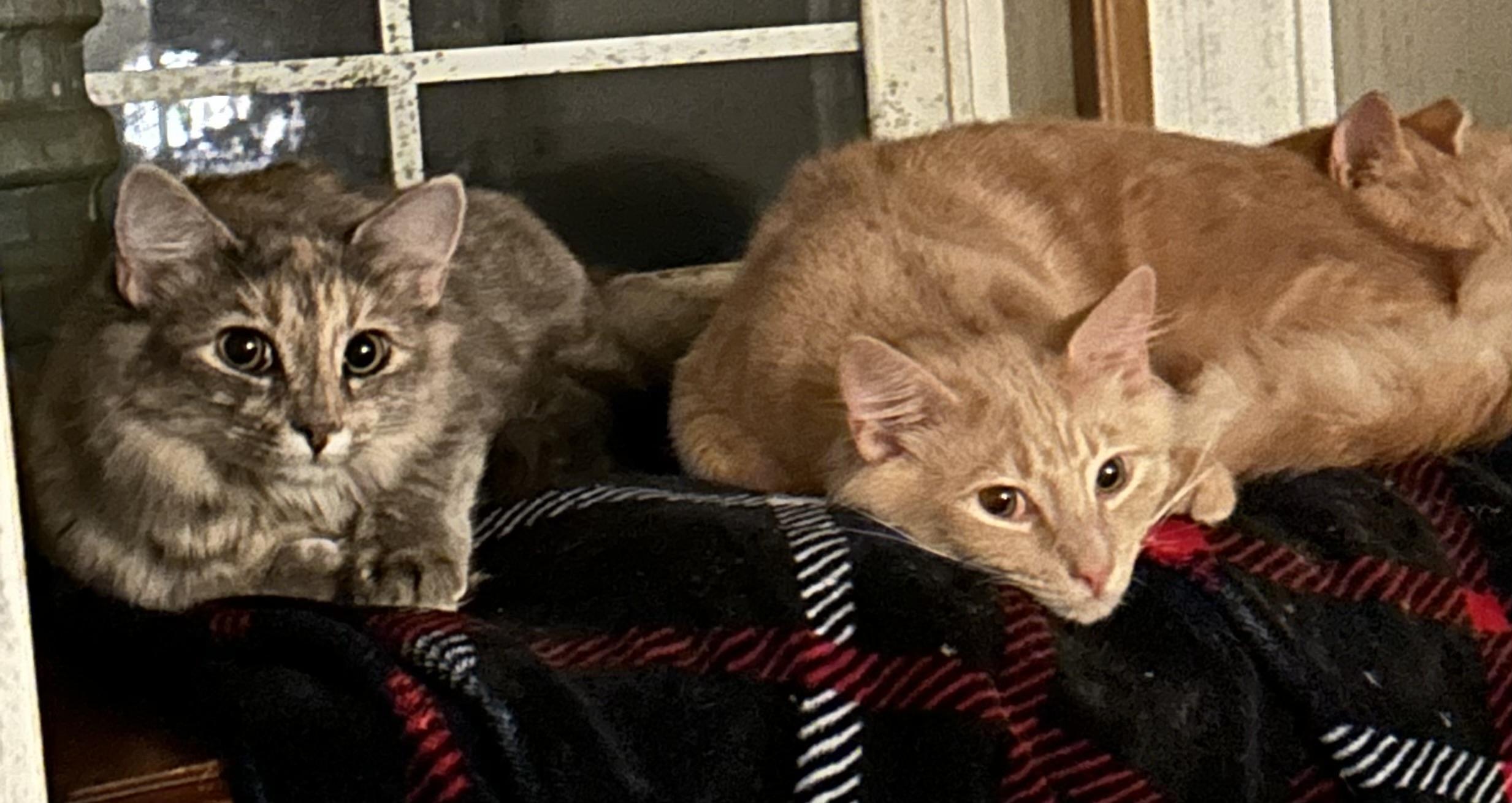 Percy and Callie , ADOPTABLE, Kitten Female Domestic Medium Hair.