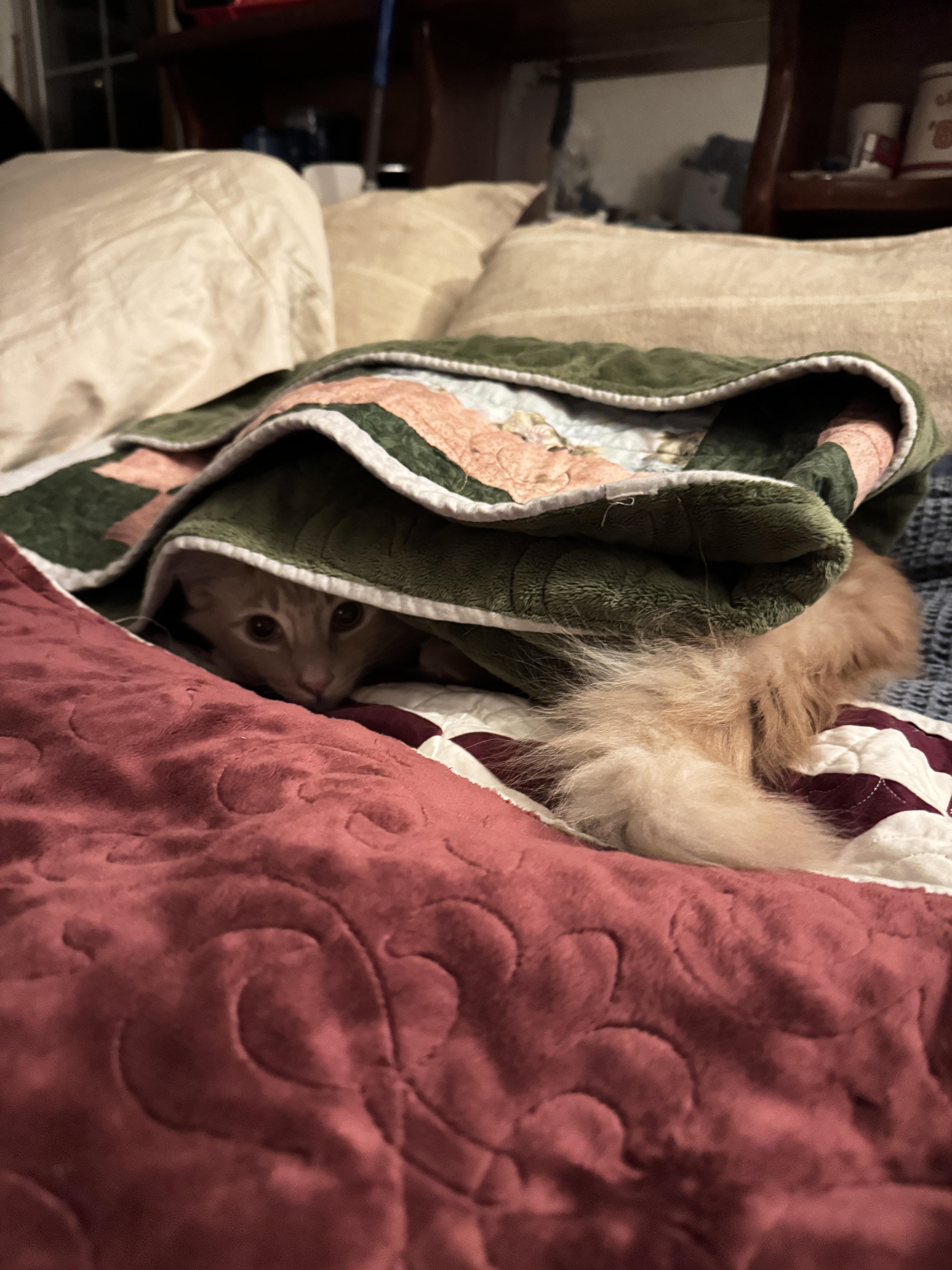 Enlarge Percy and Callie , a ADOPTABLE Domestic Medium Hair in Salem, NH image 3/5