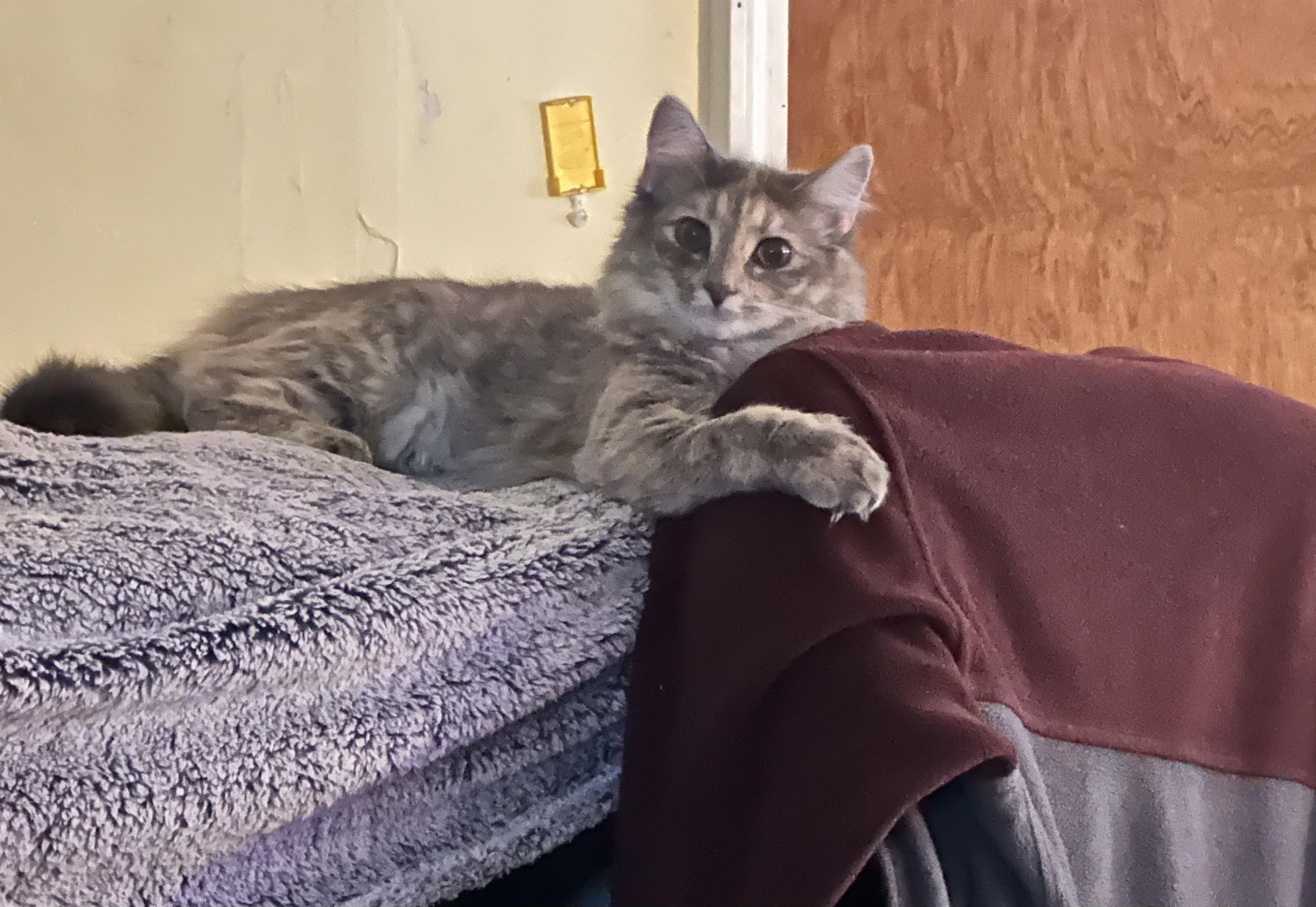 Enlarge Percy and Callie , a ADOPTABLE Domestic Medium Hair in Salem, NH image 4/5