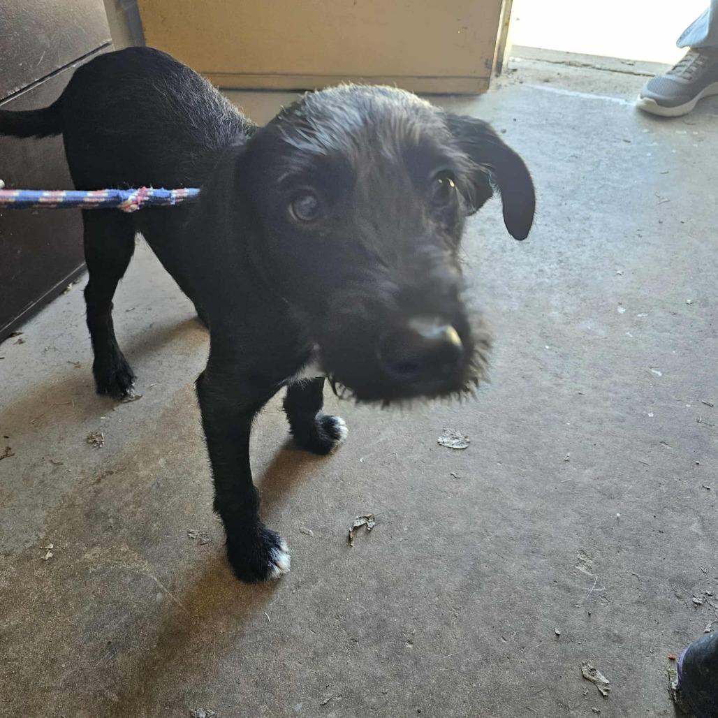 Ben, Adoptable, Young Male Terrier & Mixed Breed.