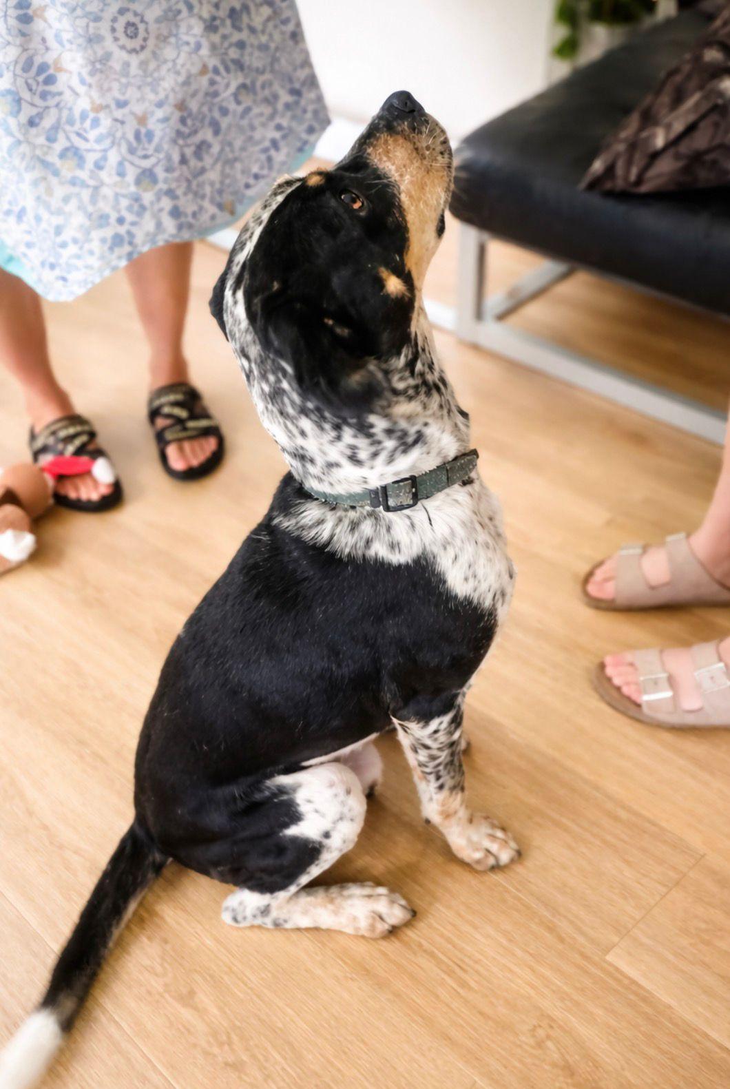 Enlarge Love, a Adoptable mixed breed in Rockledge, FL image 2/2