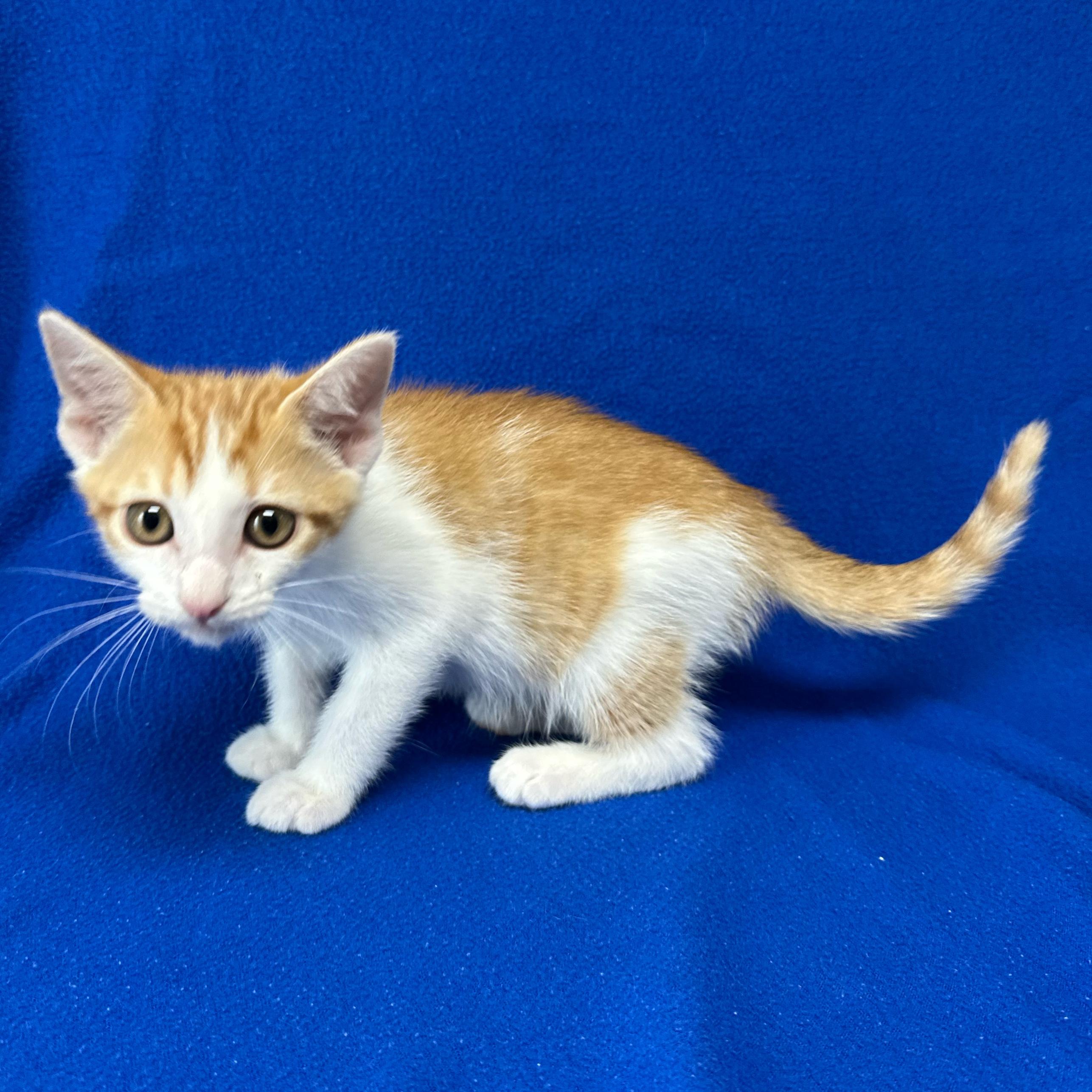 Amos, an adoptable Domestic Short Hair in Valdosta, GA image 1/3