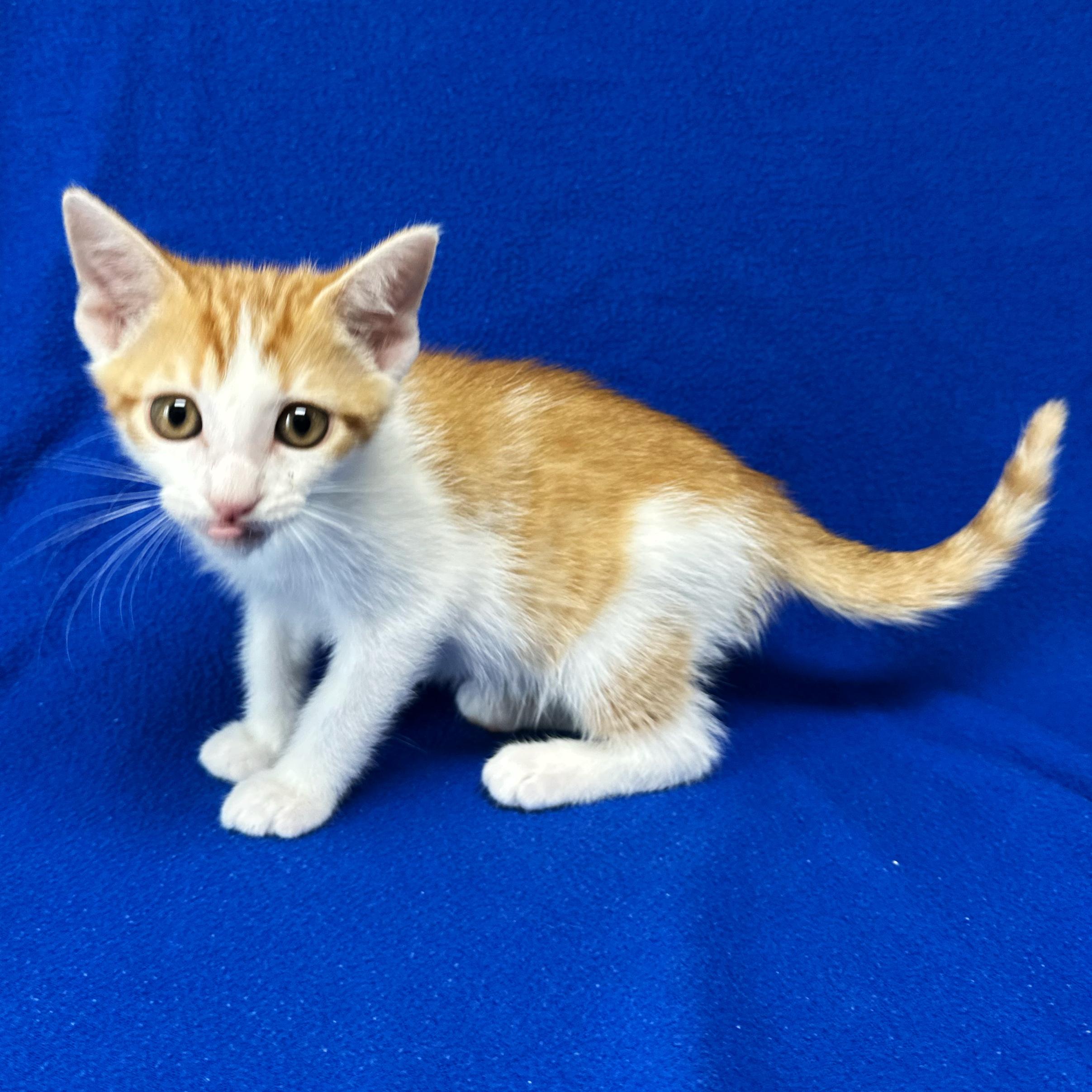 Amos, an adoptable Domestic Short Hair in Valdosta, GA image 2/3