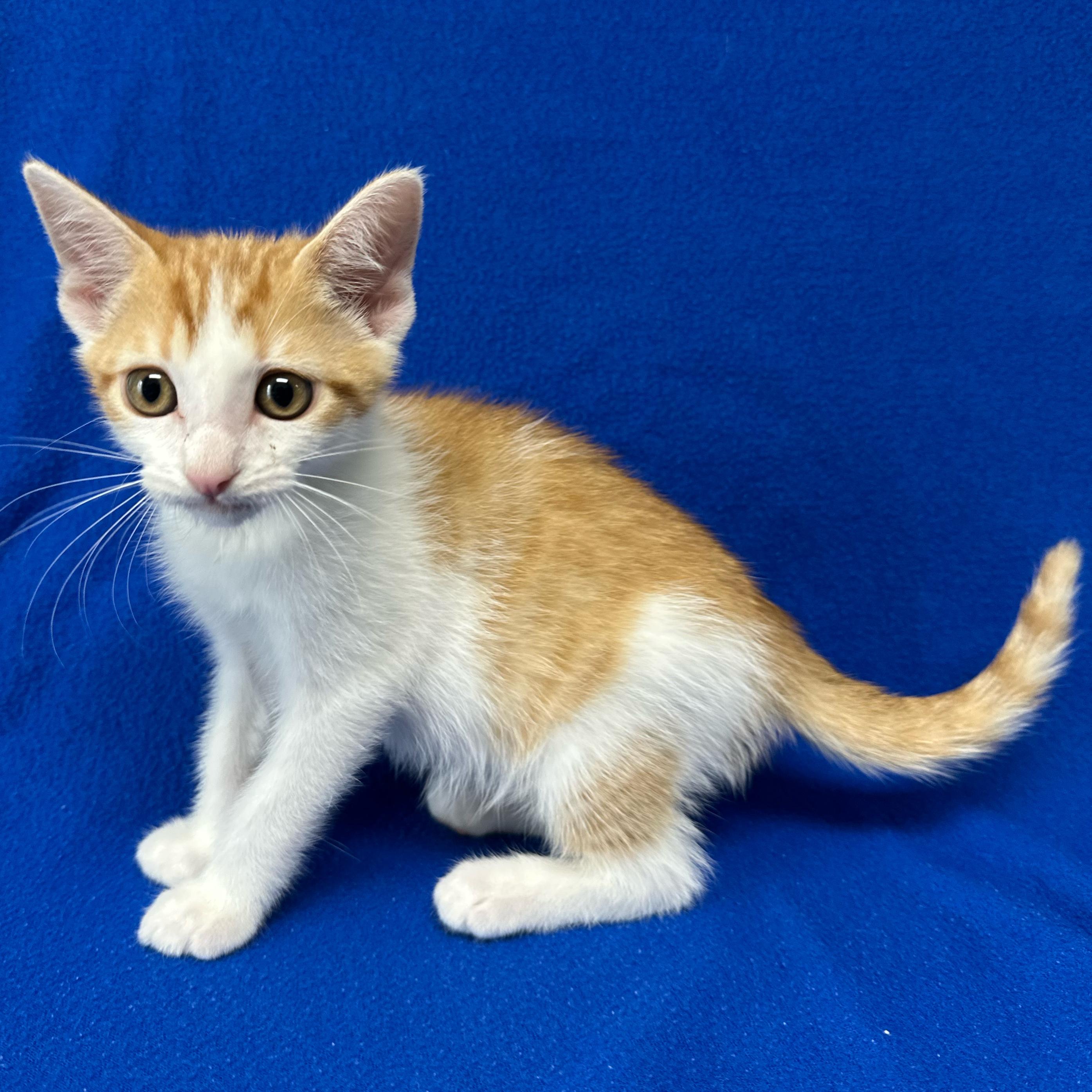 Amos, an adoptable Domestic Short Hair in Valdosta, GA image 3/3