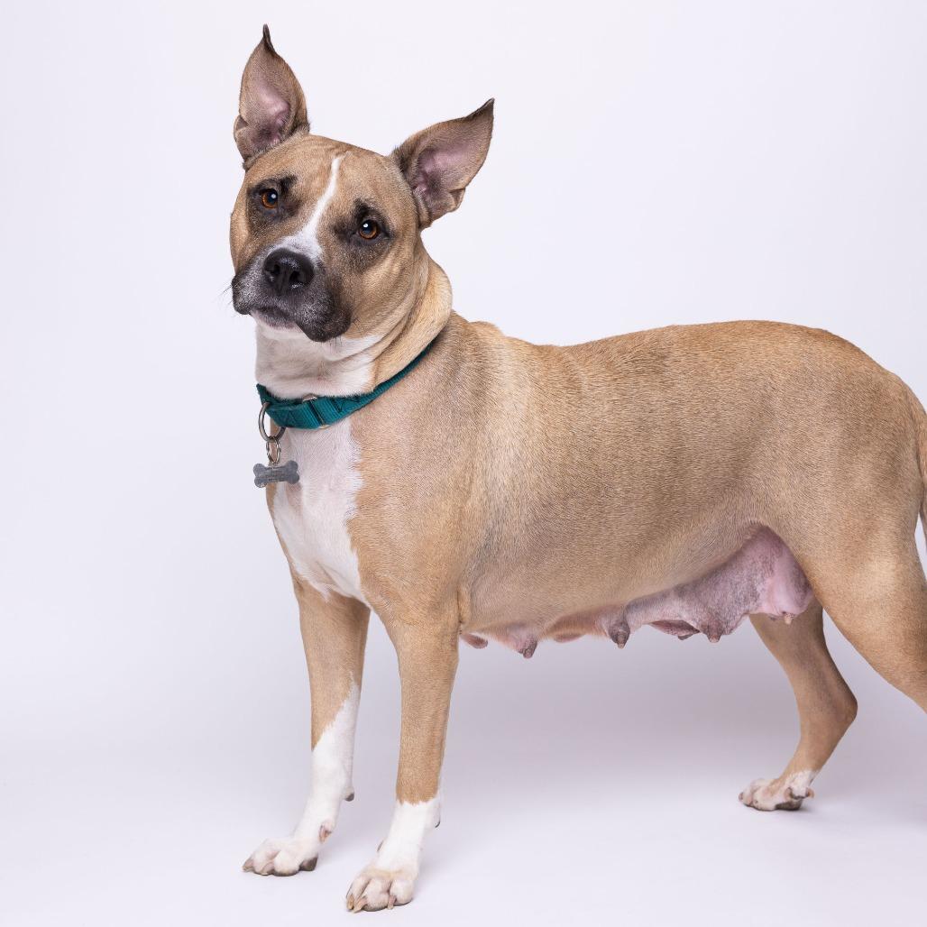 Enlarge Mama Sage, a Adoptable Mixed Breed in Mentor, OH image 2/6