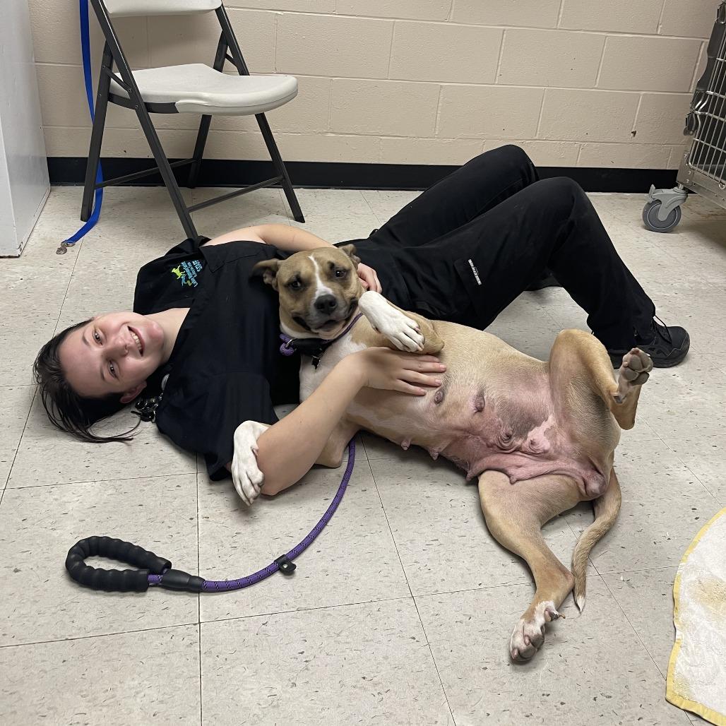 Enlarge Mama Sage, a Adoptable Mixed Breed in Mentor, OH image 3/6