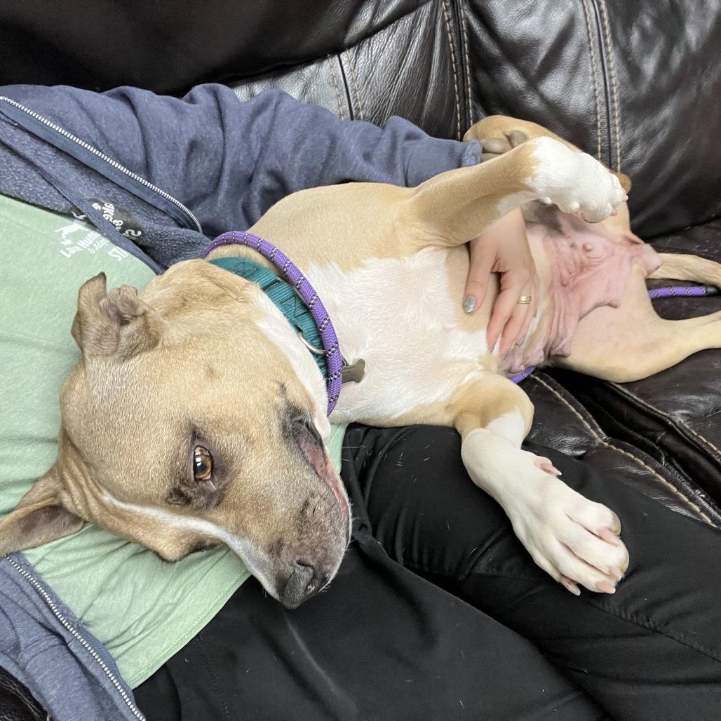 Enlarge Mama Sage, a Adoptable Mixed Breed in Mentor, OH image 4/6