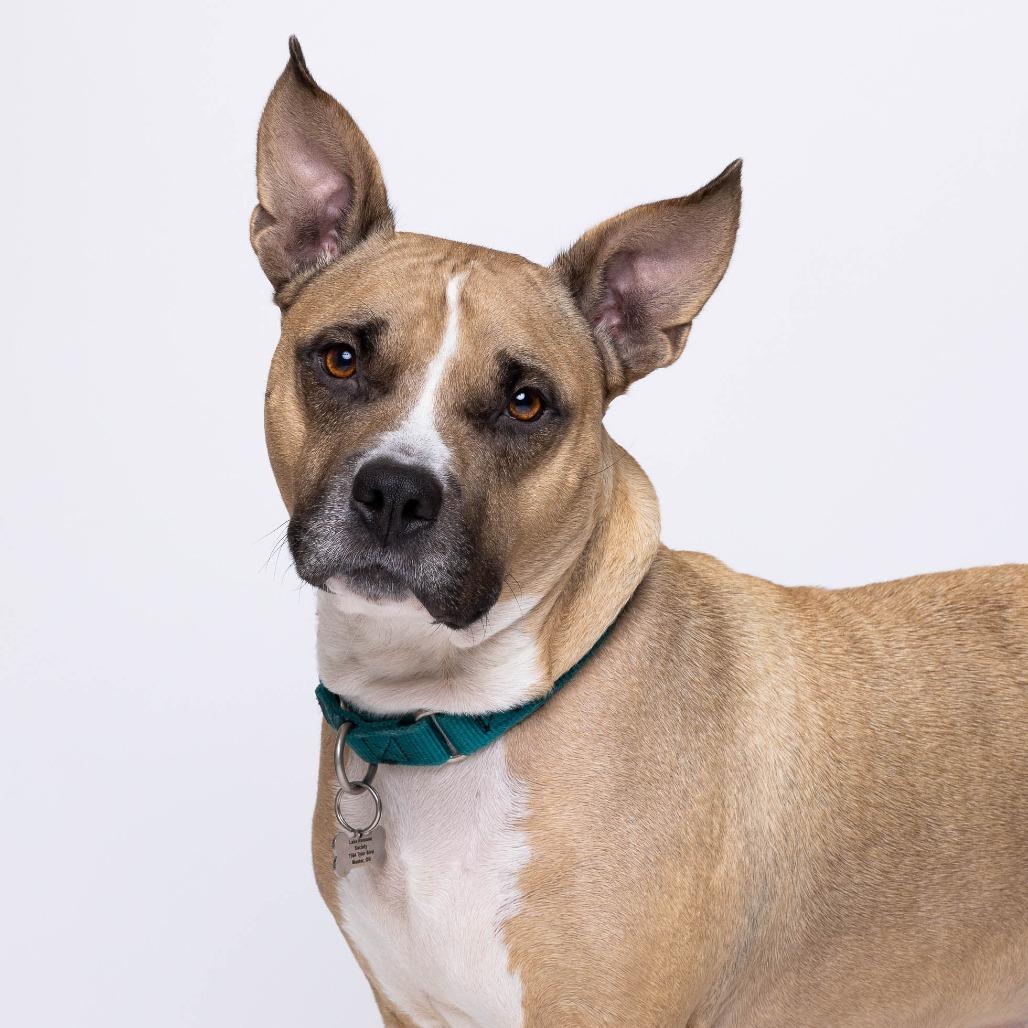 Enlarge Mama Sage, a Adoptable Mixed Breed in Mentor, OH image 5/6