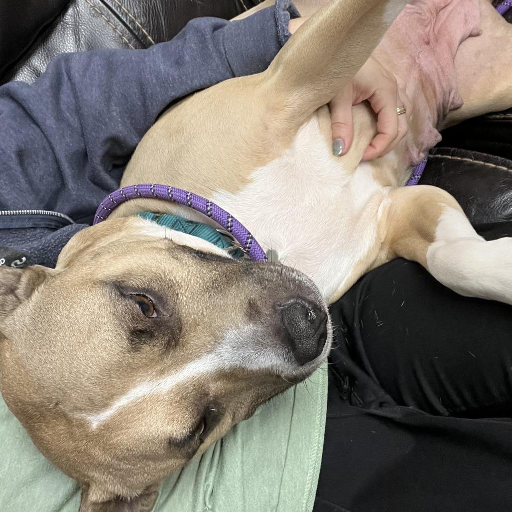 Enlarge Mama Sage, a Adoptable Mixed Breed in Mentor, OH image 6/6