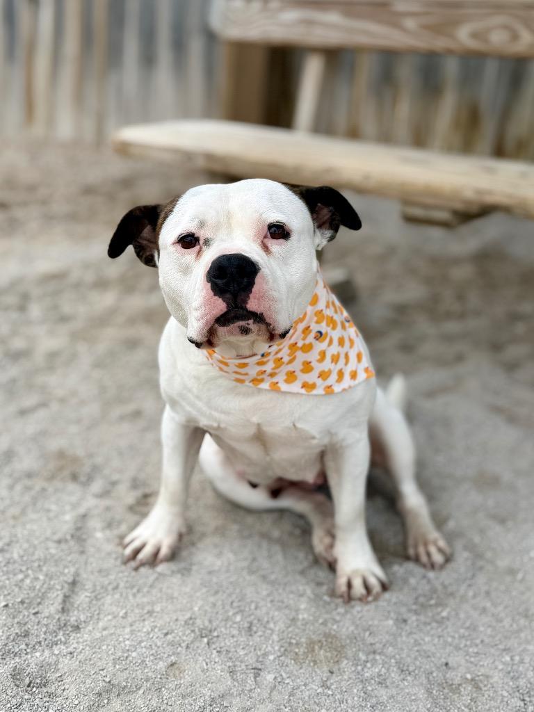 Enlarge Bubbles, a Adoptable mixed breed in Muskegon, MI image 1/4