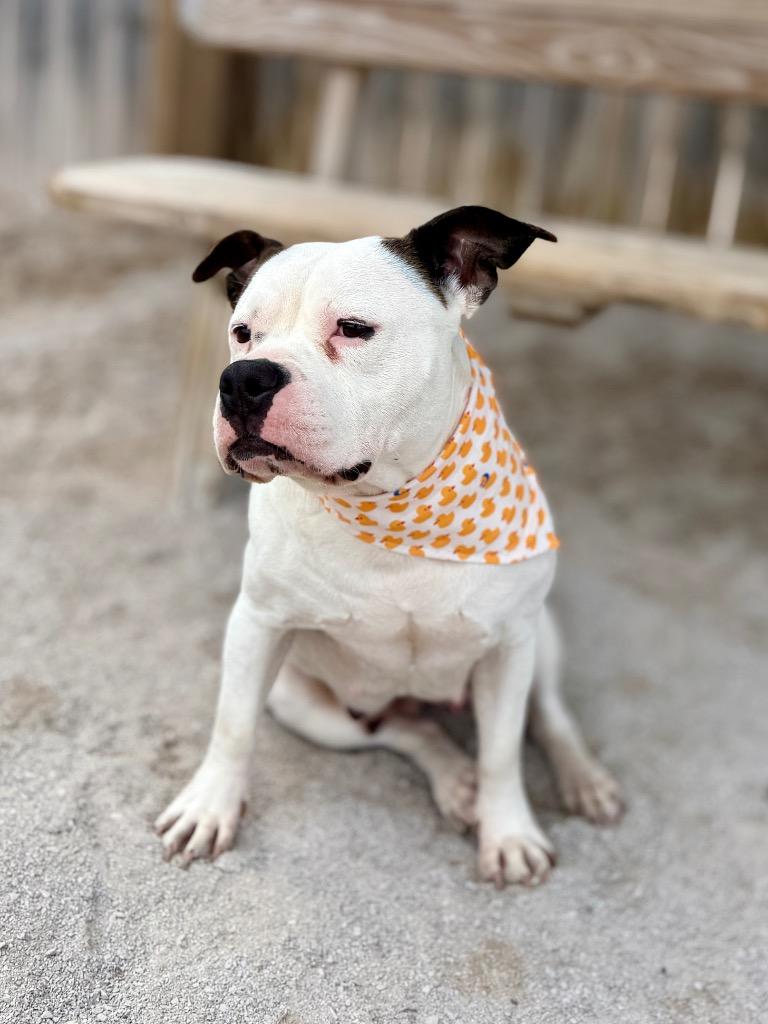 Enlarge Bubbles, a Adoptable mixed breed in Muskegon, MI image 2/4