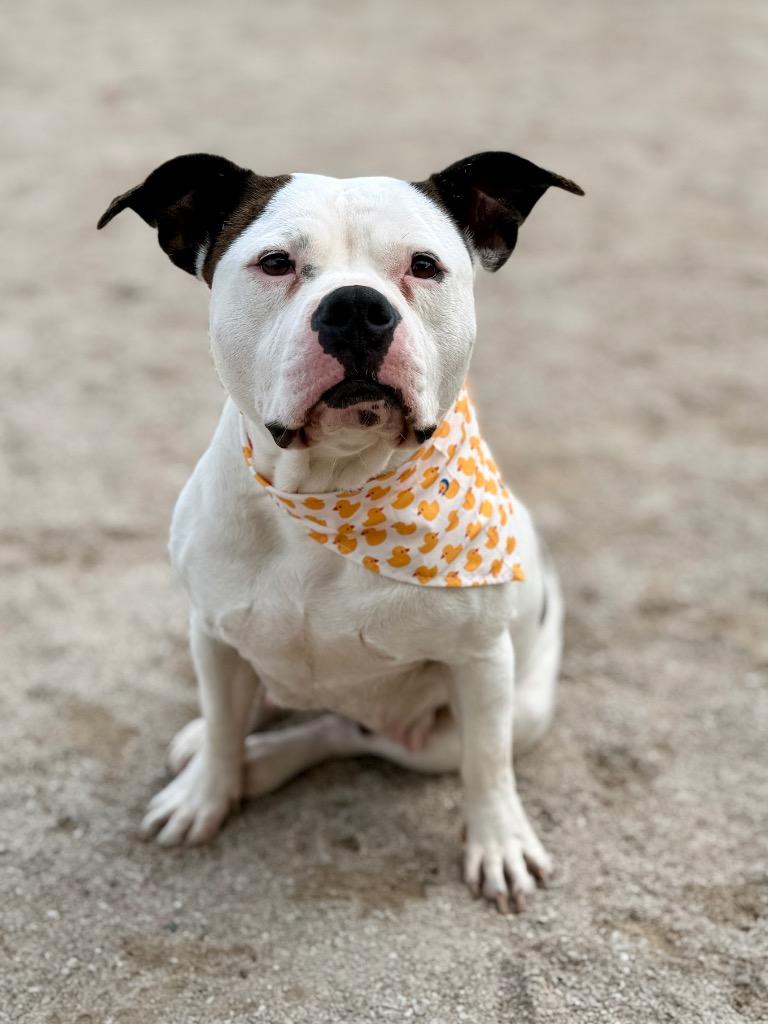 Enlarge Bubbles, a Adoptable mixed breed in Muskegon, MI image 3/4