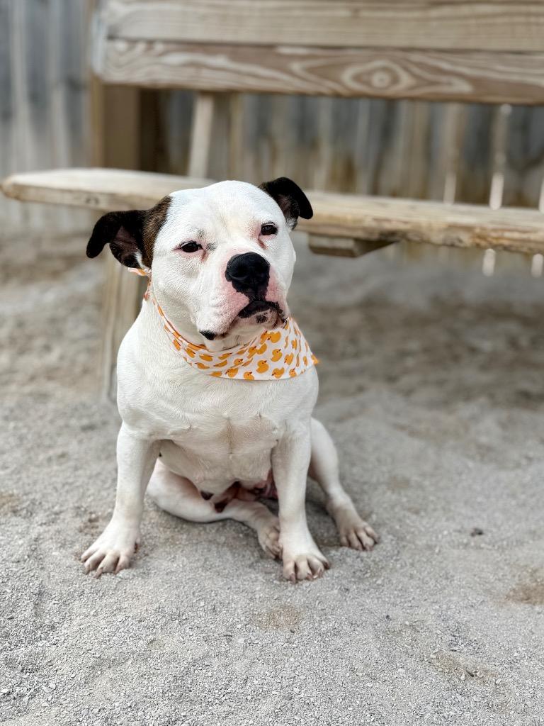 Enlarge Bubbles, a Adoptable mixed breed in Muskegon, MI image 4/4