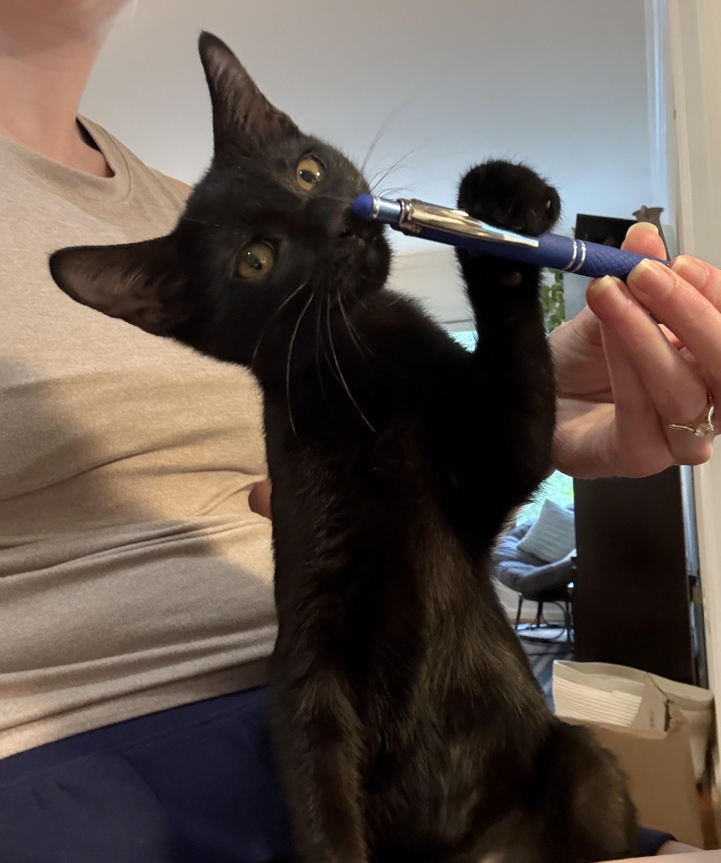 Bashful, a Adoptable Domestic Short Hair in Fort Belvoir, VA image 3/6