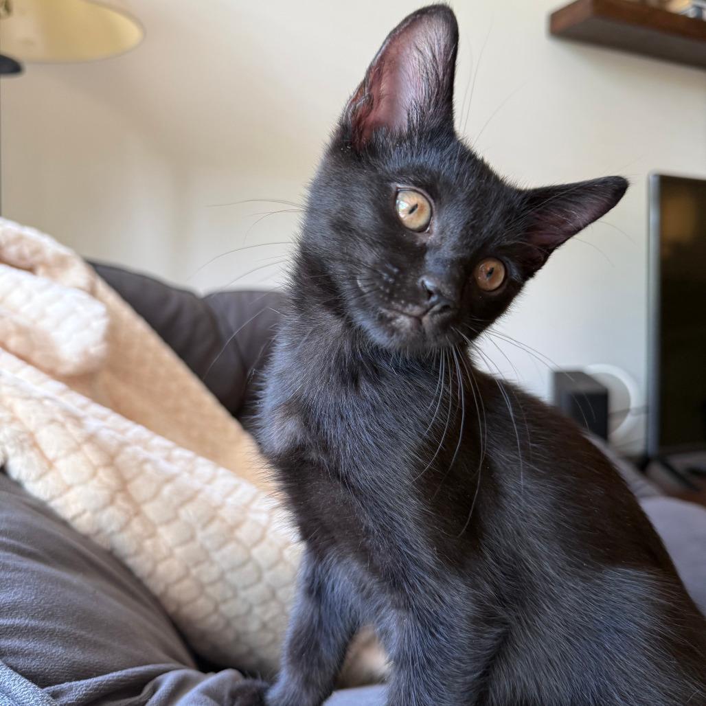 Bashful, Adoptable, Kitten Female Domestic Short Hair.