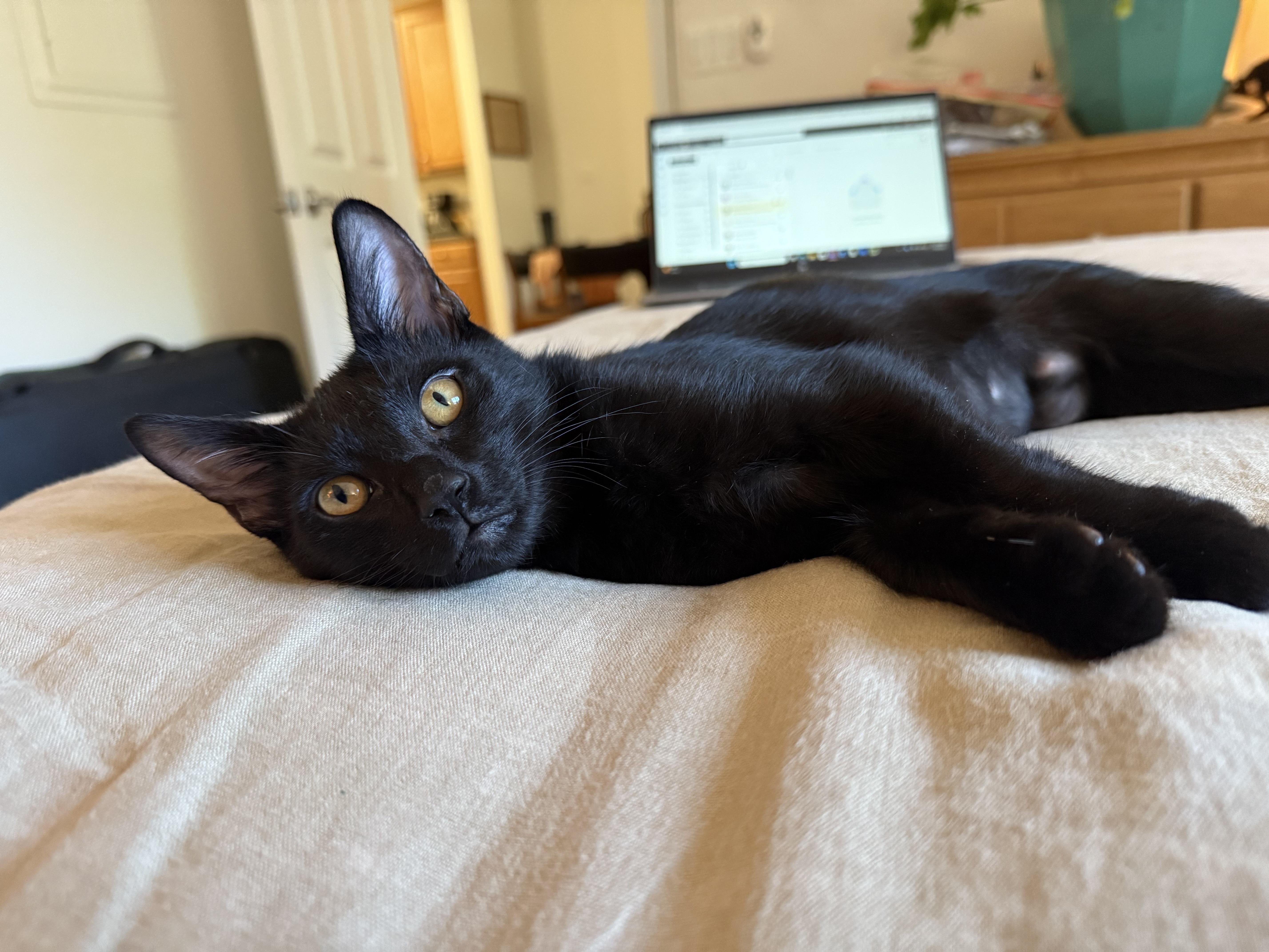 Bashful, Adoptable, Kitten Female Domestic Short Hair.