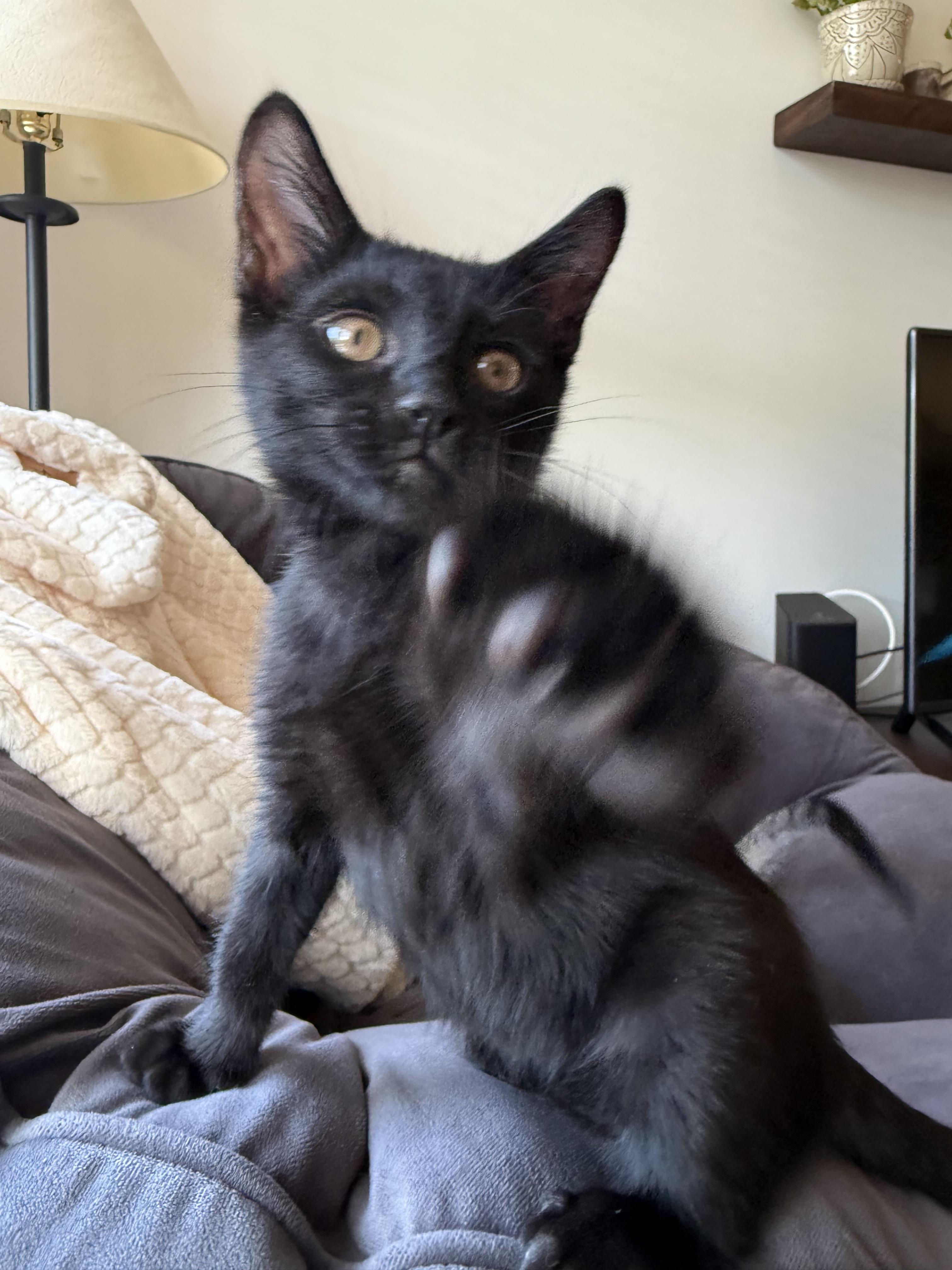 Bashful, a Adoptable Domestic Short Hair in Fort Belvoir, VA image 2/6
