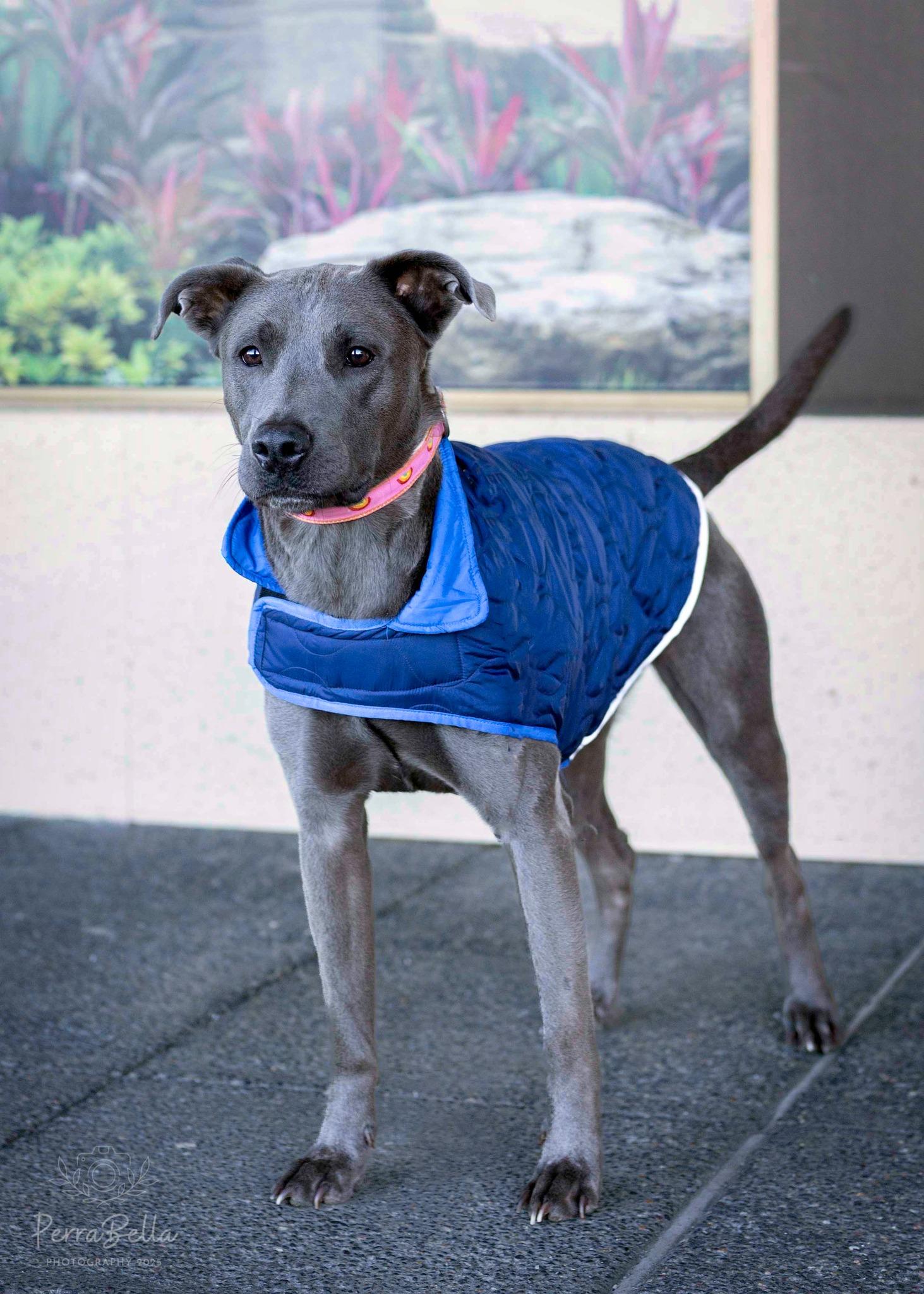 Luna, Adoptable, Adult Female Pit Bull Terrier & Labrador Retriever.
