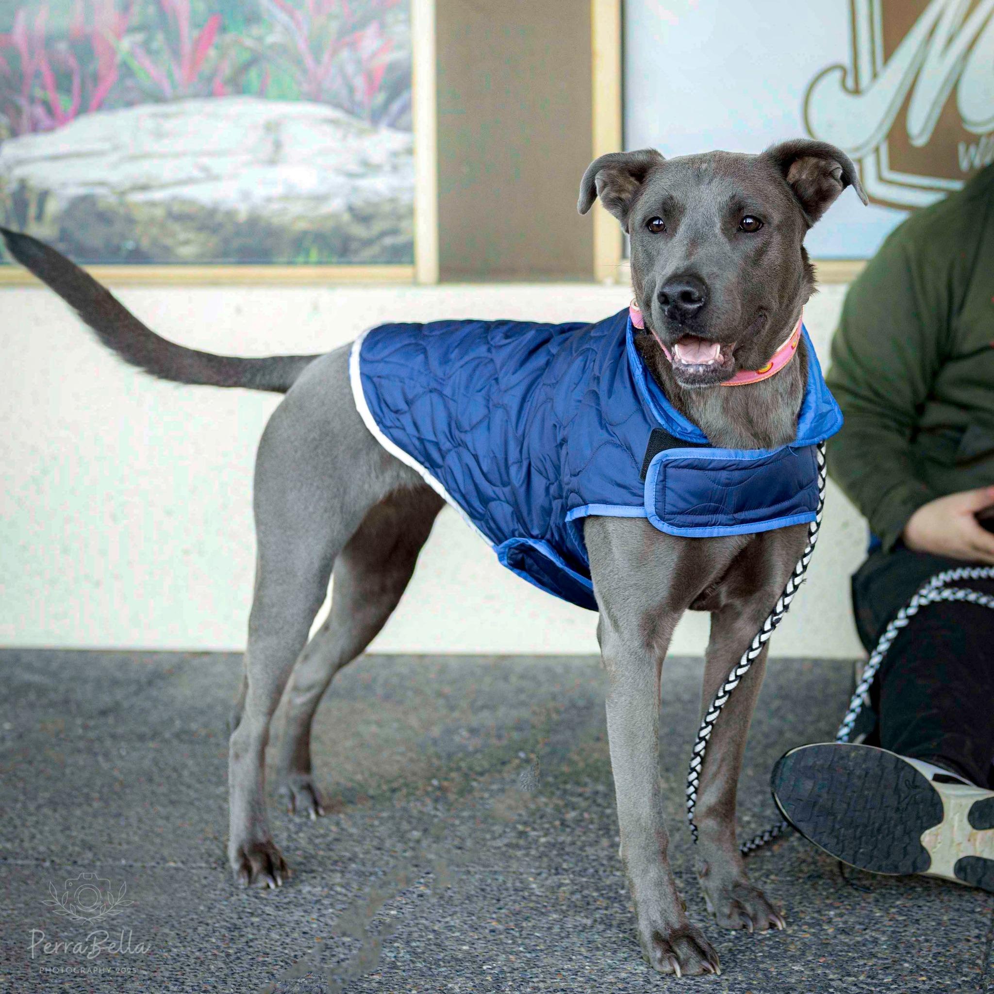 Luna, Adoptable, Adult Female Pit Bull Terrier & Labrador Retriever.