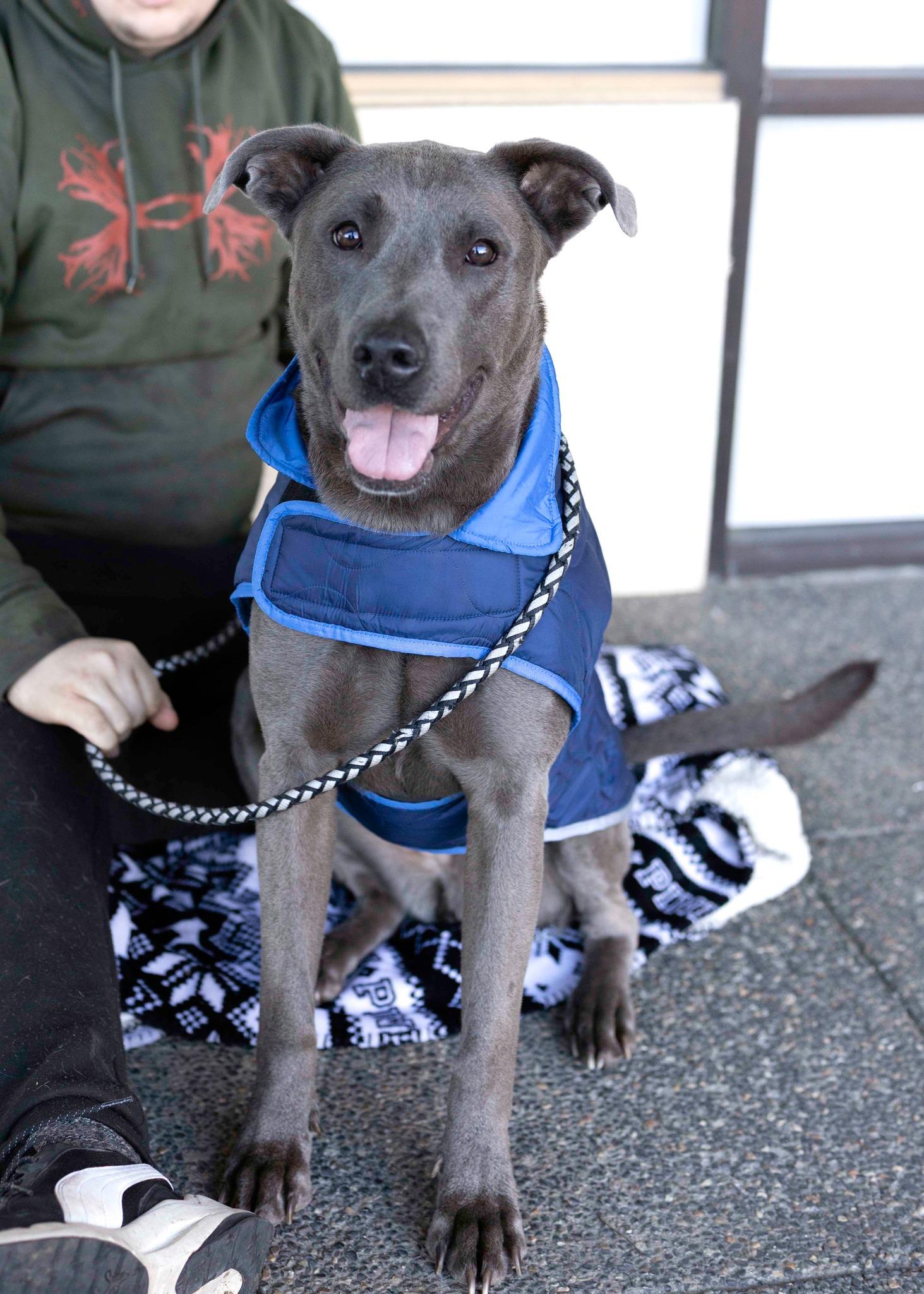 Enlarge Luna, a Adoptable mixed breed in West Richland, WA image 4/6