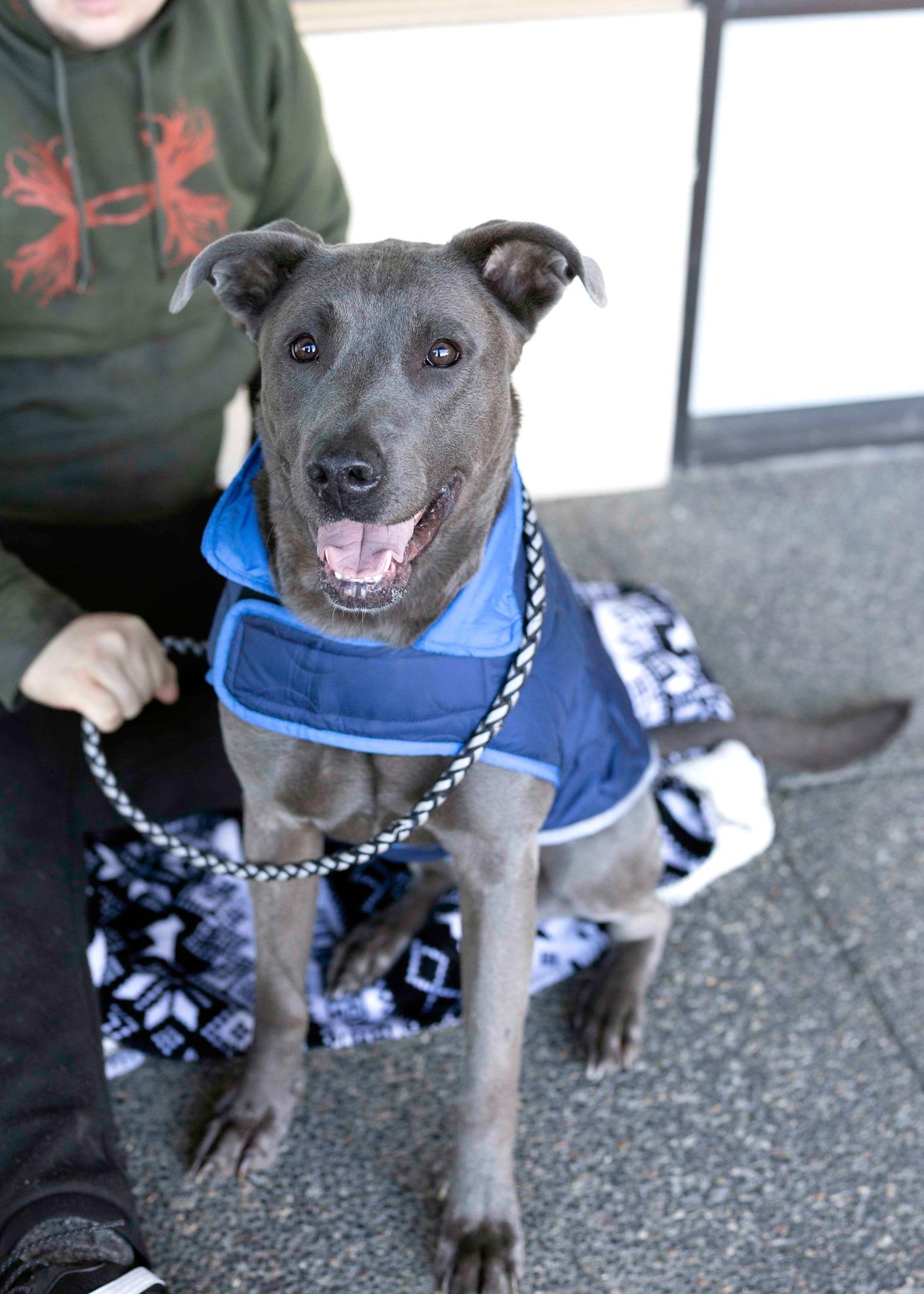 Enlarge Luna, a Adoptable mixed breed in West Richland, WA image 5/6