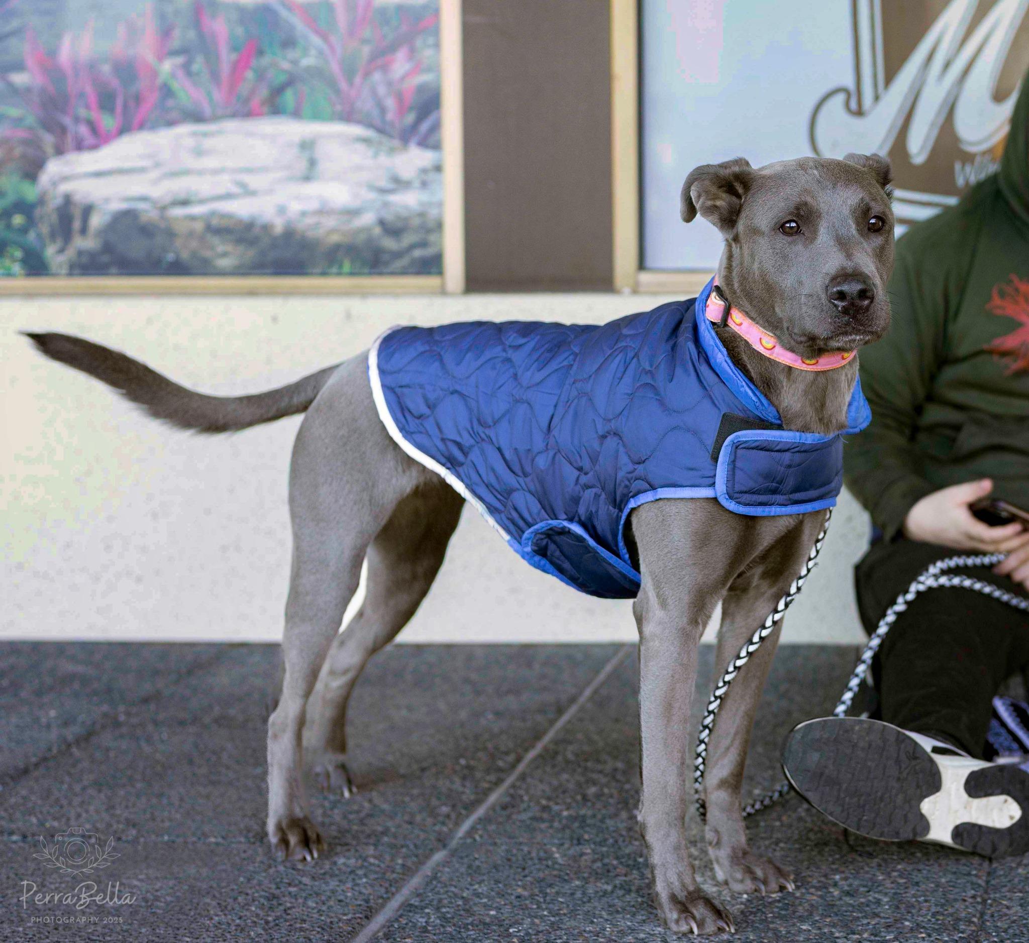 Enlarge Luna, a Adoptable mixed breed in West Richland, WA image 6/6