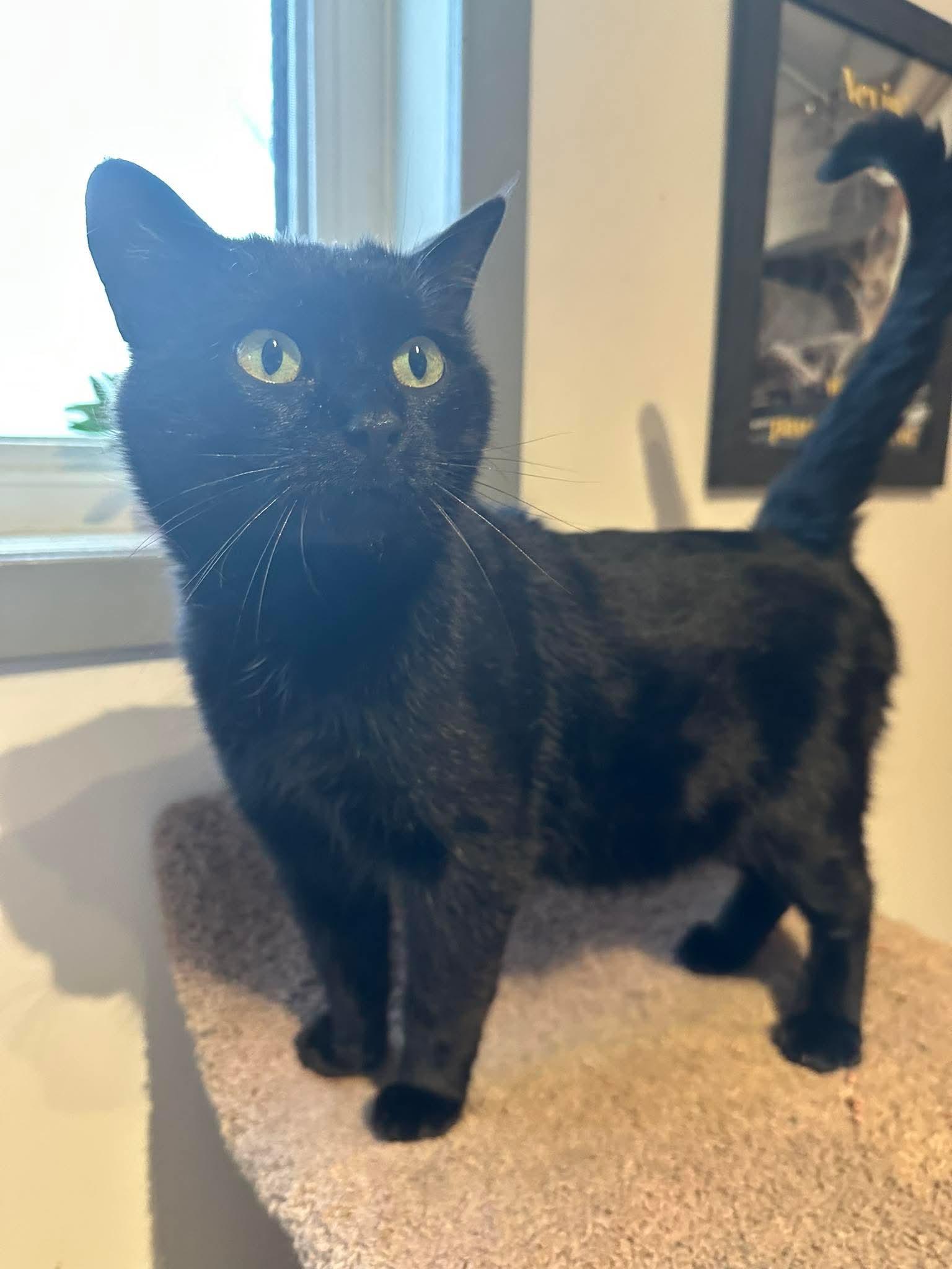 Enlarge Lomond, a ADOPTABLE Domestic Short Hair in Weyburn, SK image 1/1