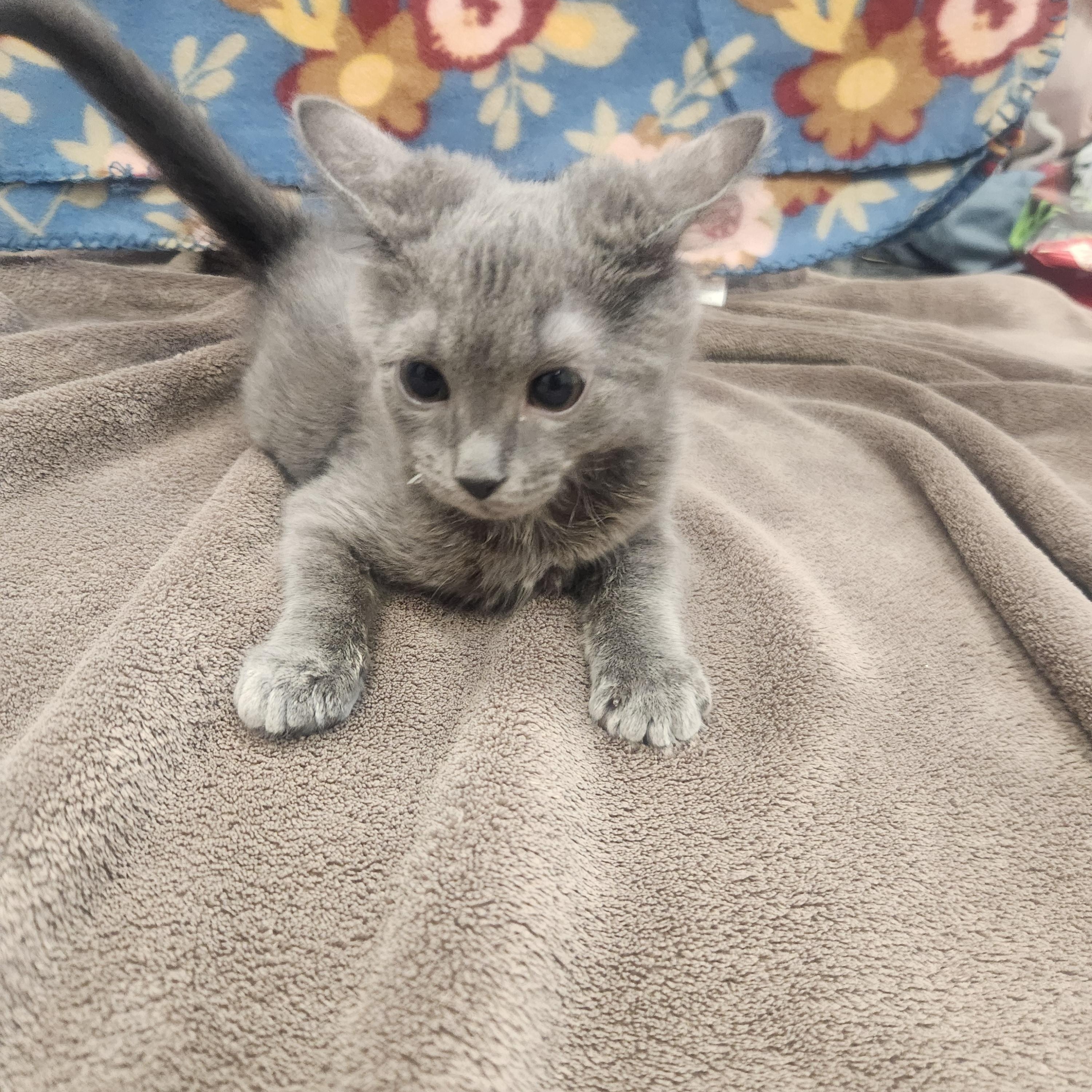 Chuck, a ADOPTABLE Domestic Short Hair in Hagerstown, MD image 2/5