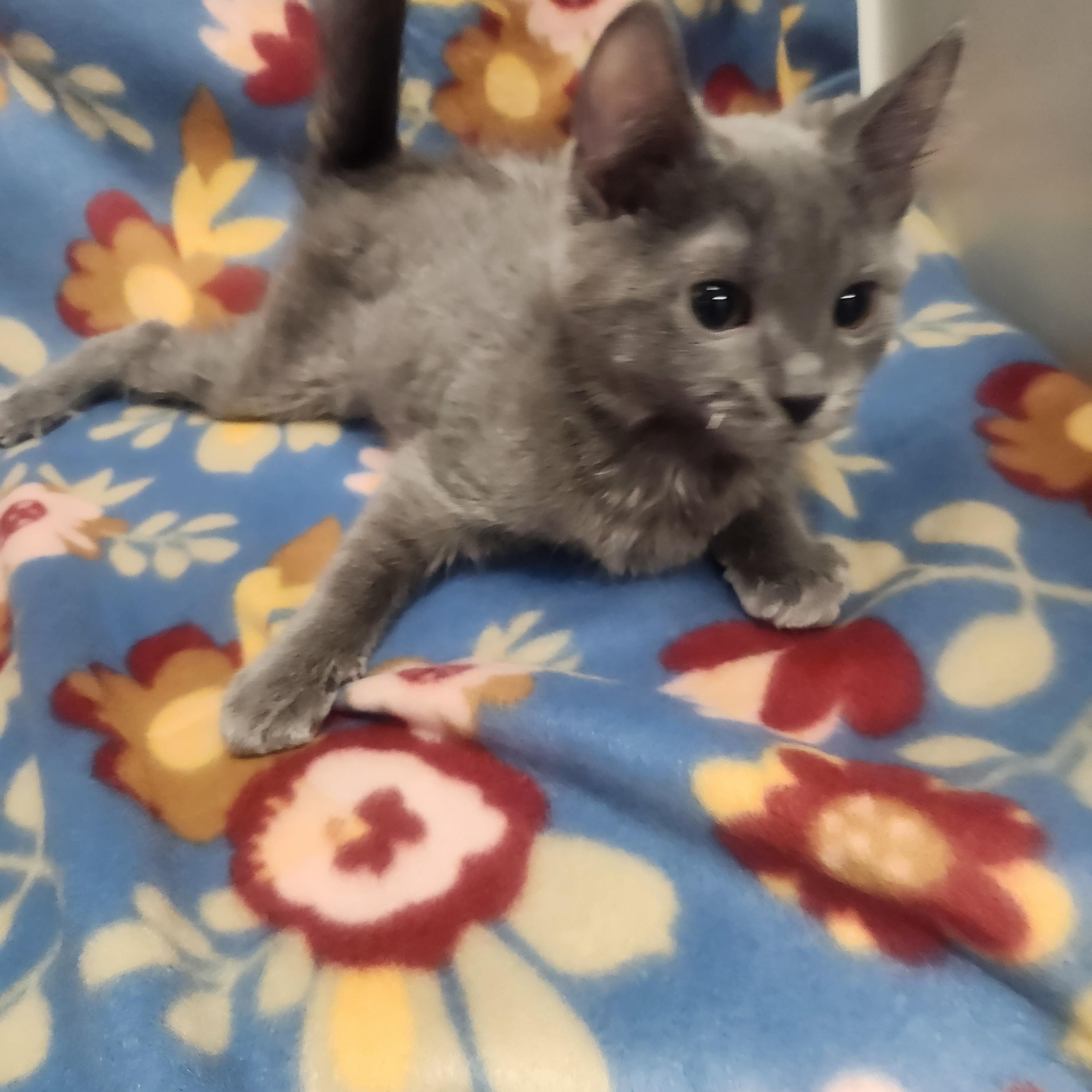 Chuck, a ADOPTABLE Domestic Short Hair in Hagerstown, MD image 3/5
