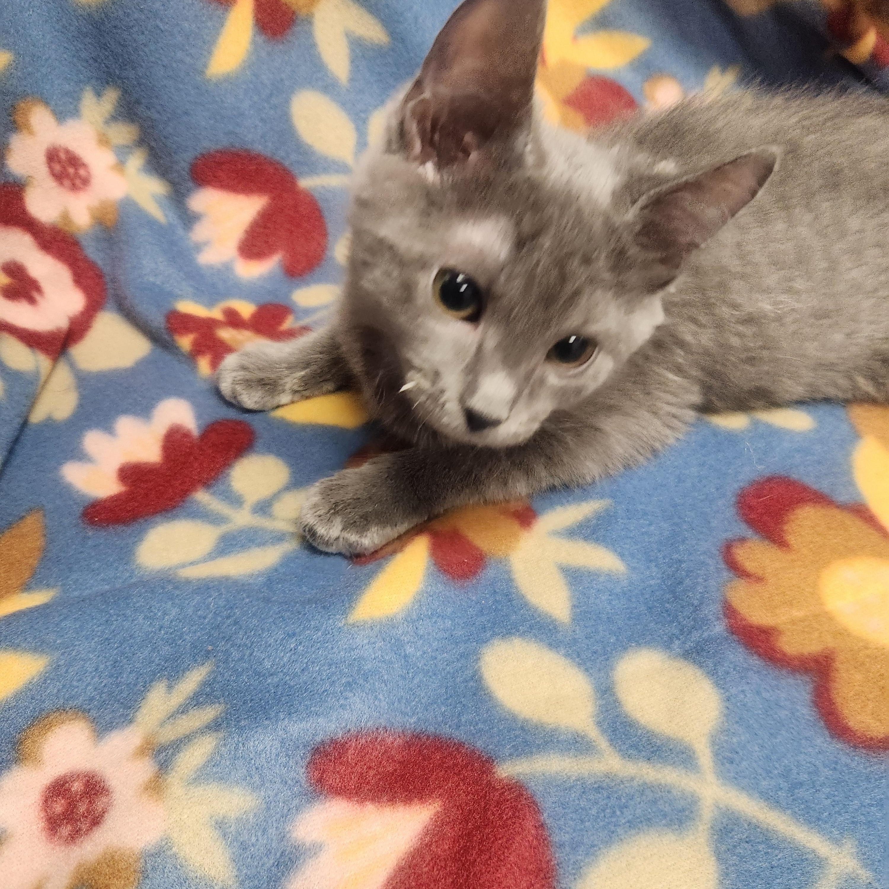 Chuck, a ADOPTABLE Domestic Short Hair in Hagerstown, MD image 1/5